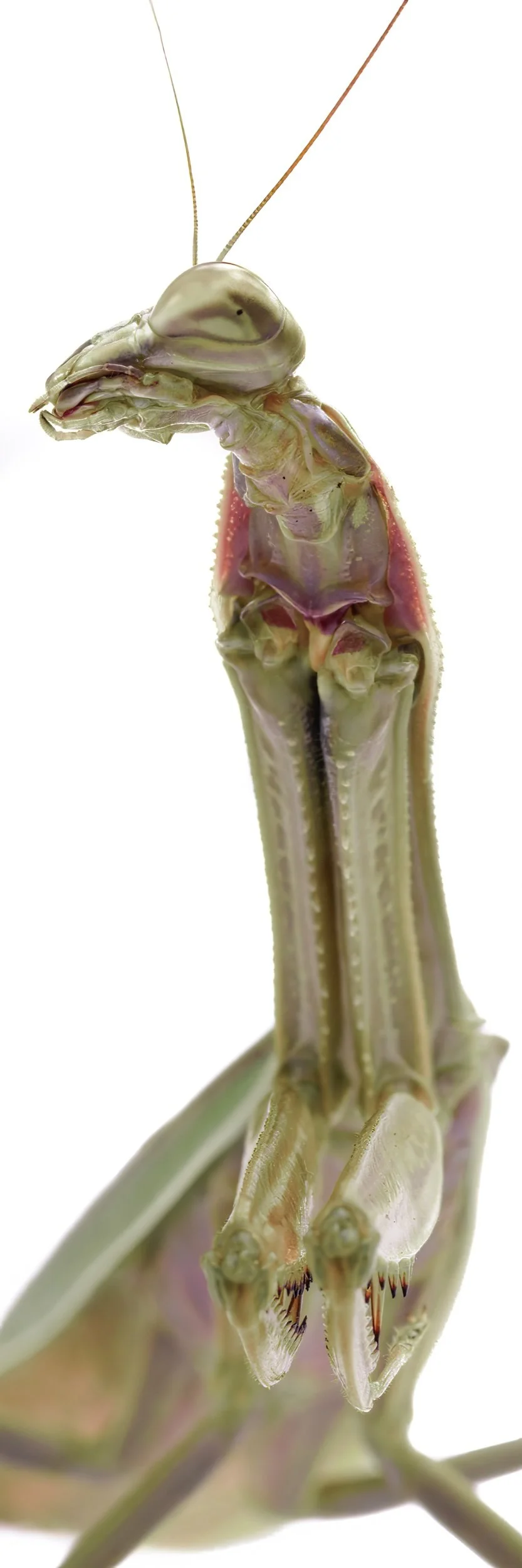 Praying Mantis Study-2022-10.jpeg