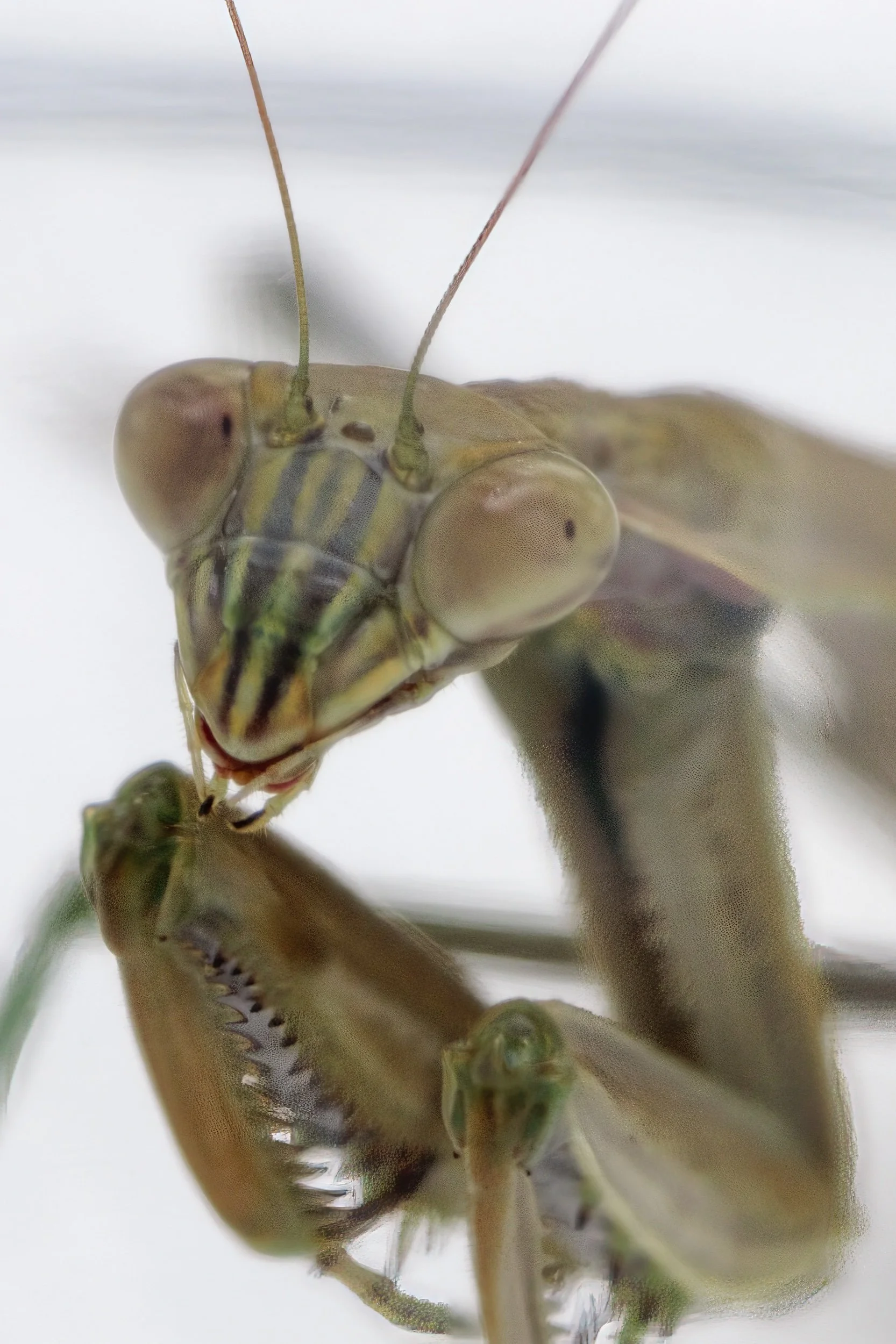 Praying Mantis Study-2022-3.jpeg