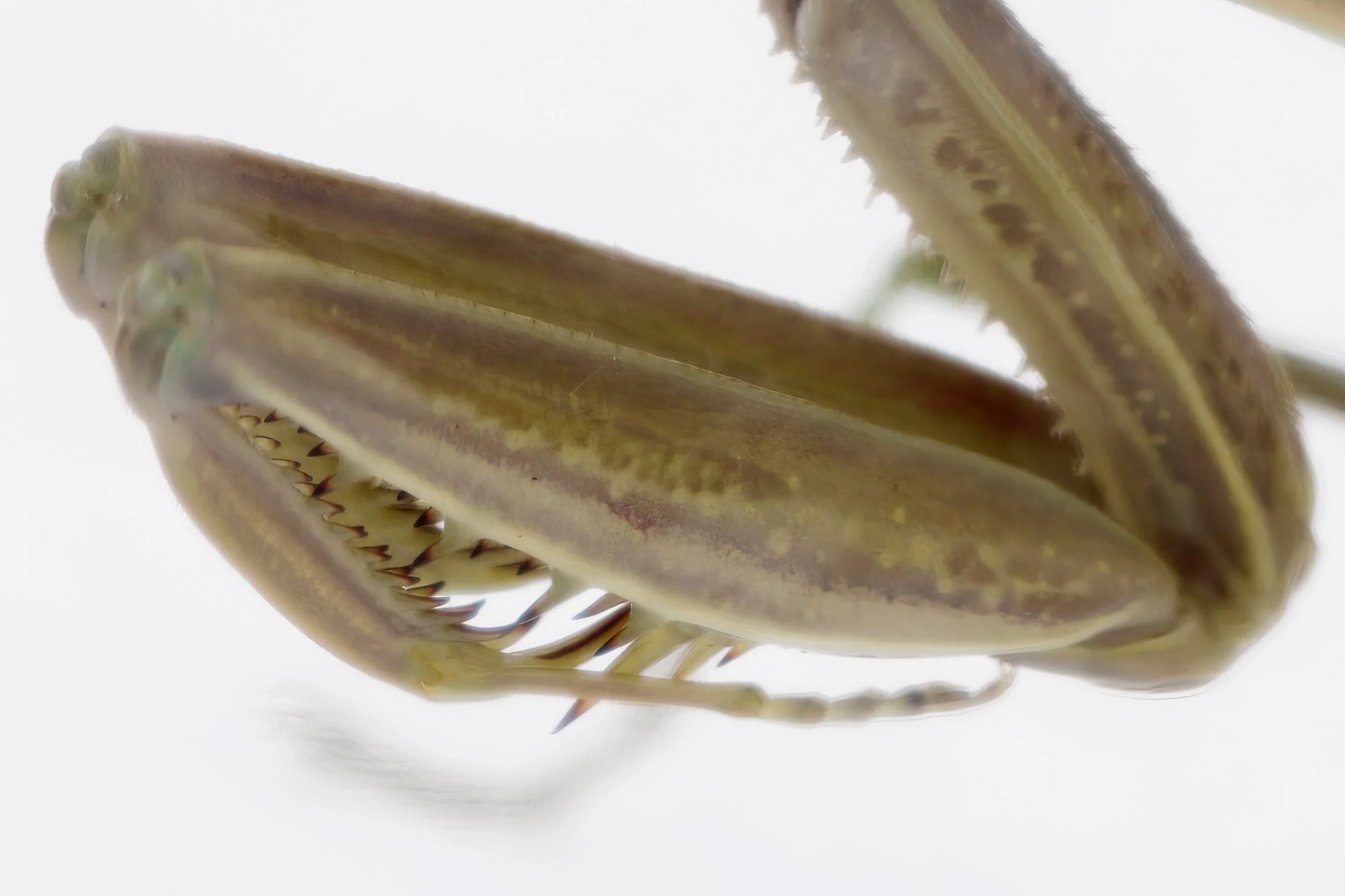Praying Mantis Study-2022-8.jpeg