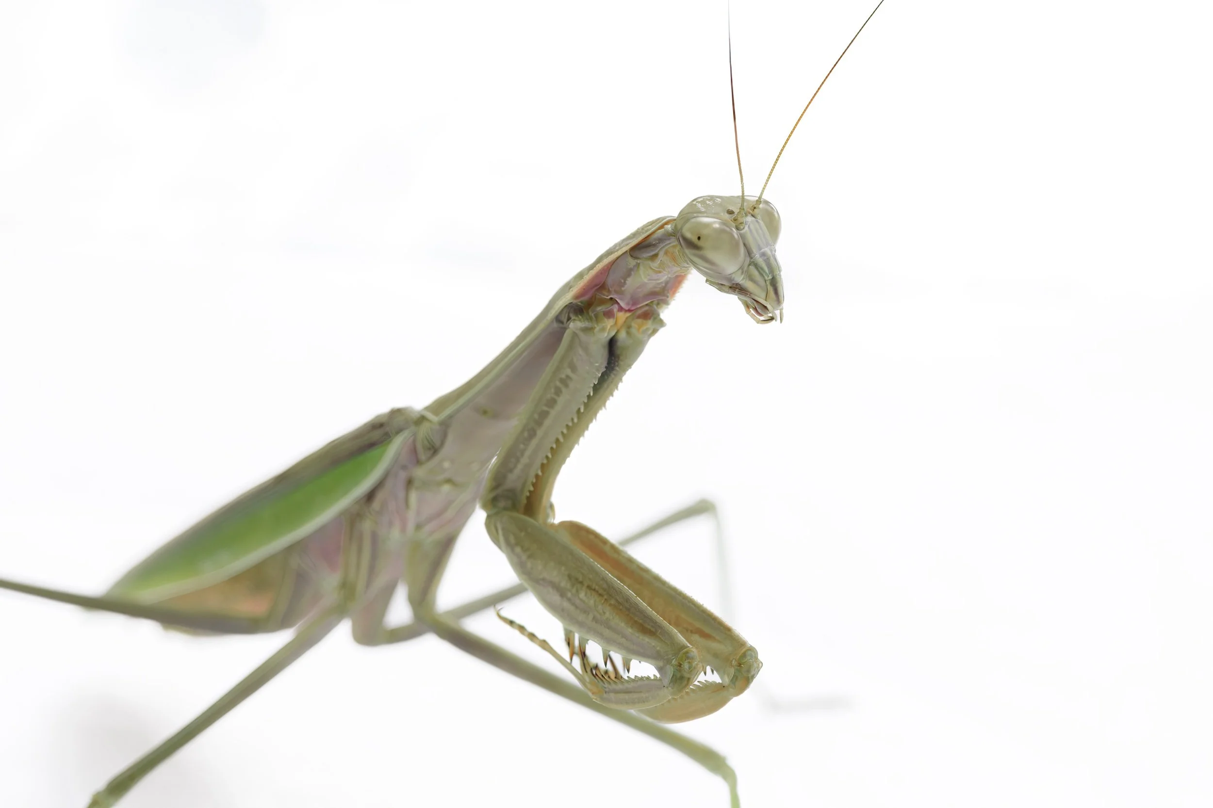 Praying Mantis Study-2022-11.jpeg