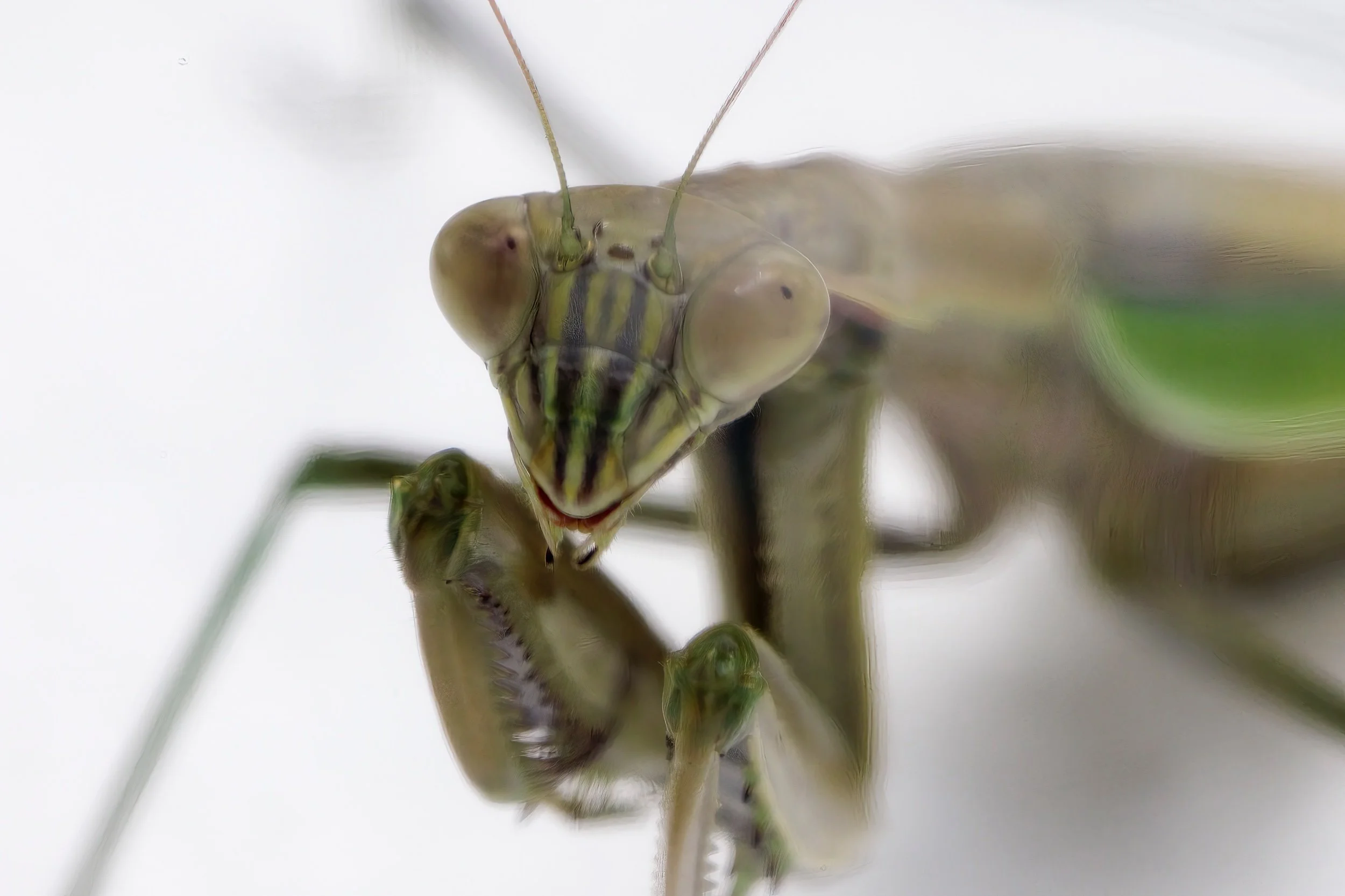 Praying Mantis Study-2022-2.jpeg