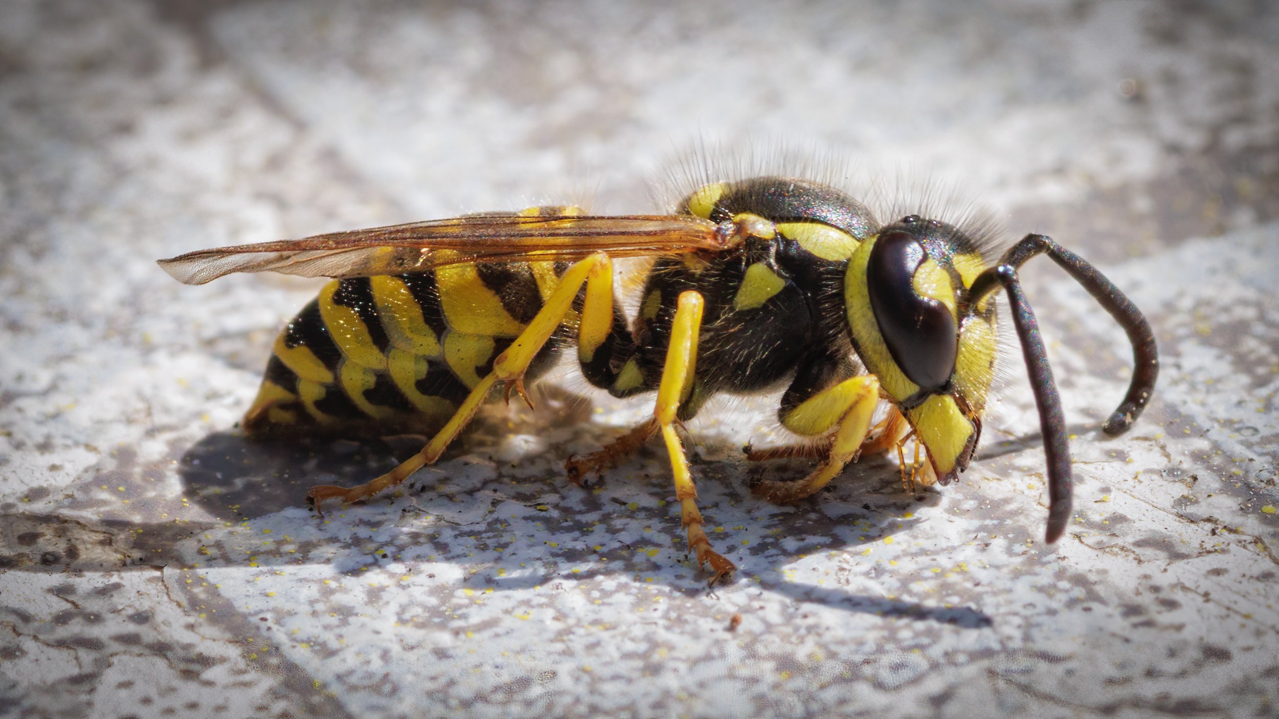 Eastern Yellow Jacket (2022).jpeg
