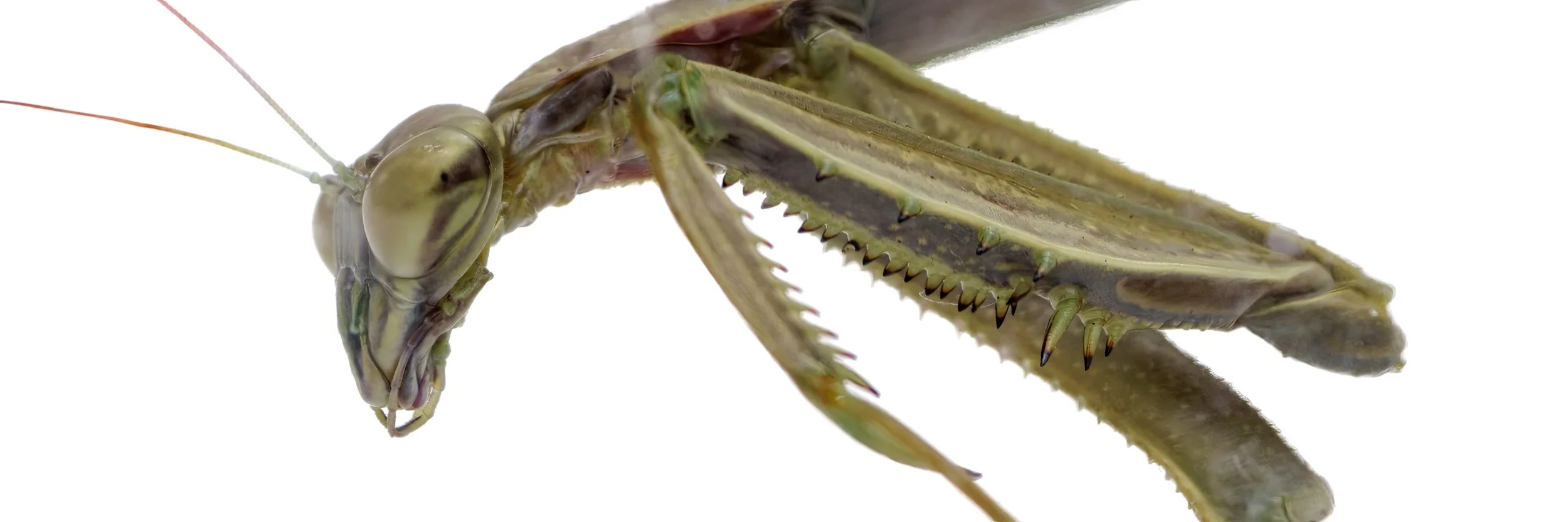 Praying Mantis Study-2022-1.jpeg