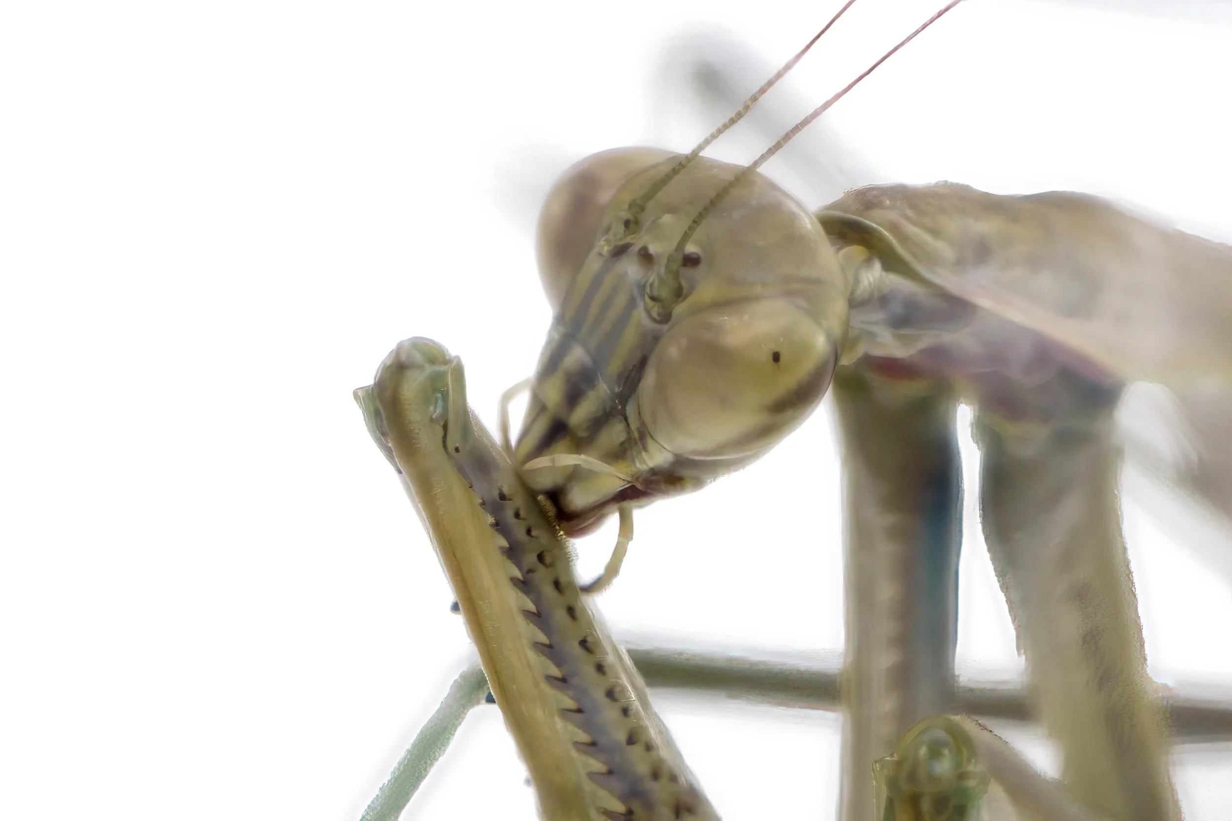 Praying Mantis Study-2022-4.jpeg