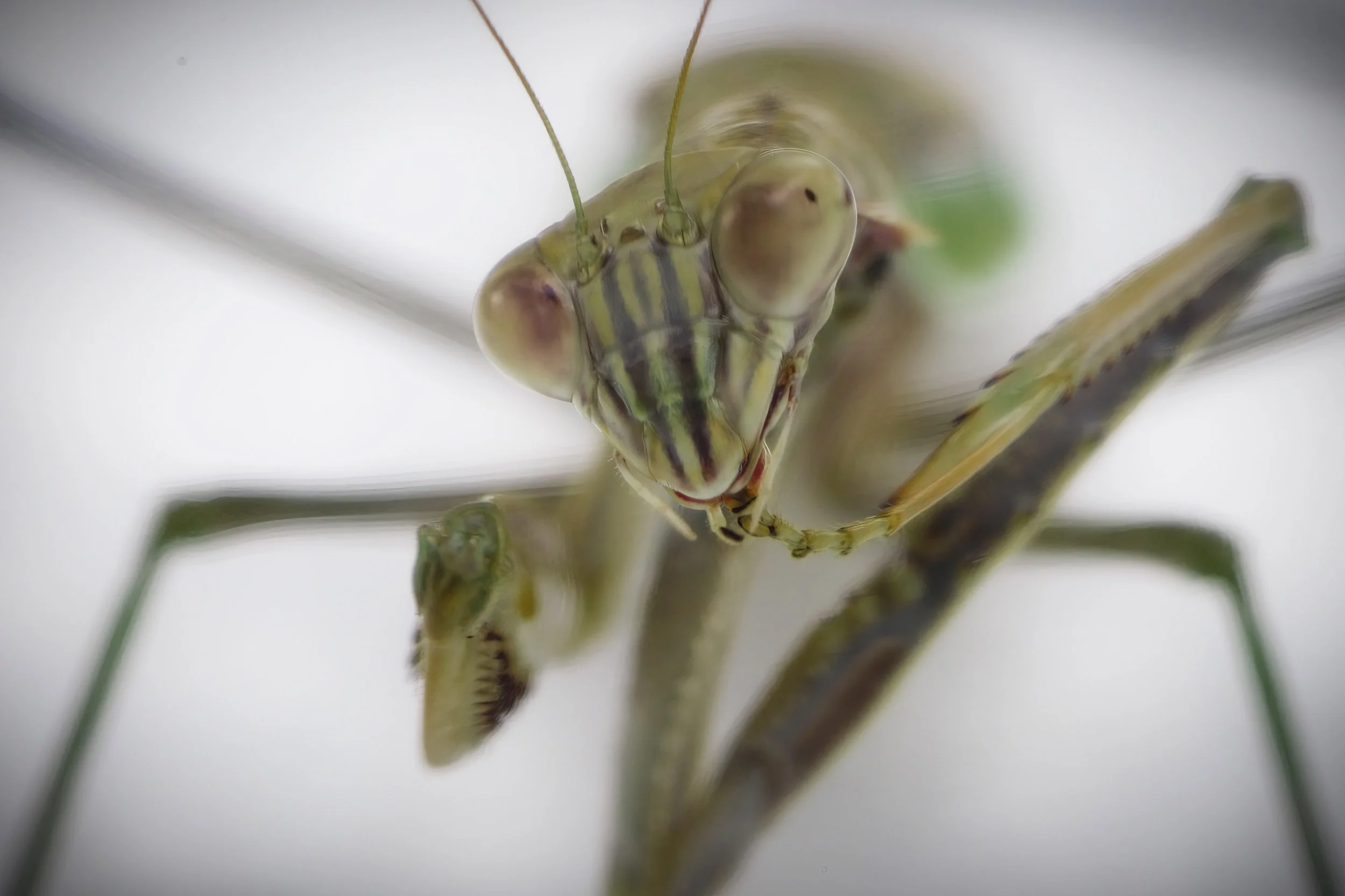 Praying Mantis Study-2022-7.jpeg