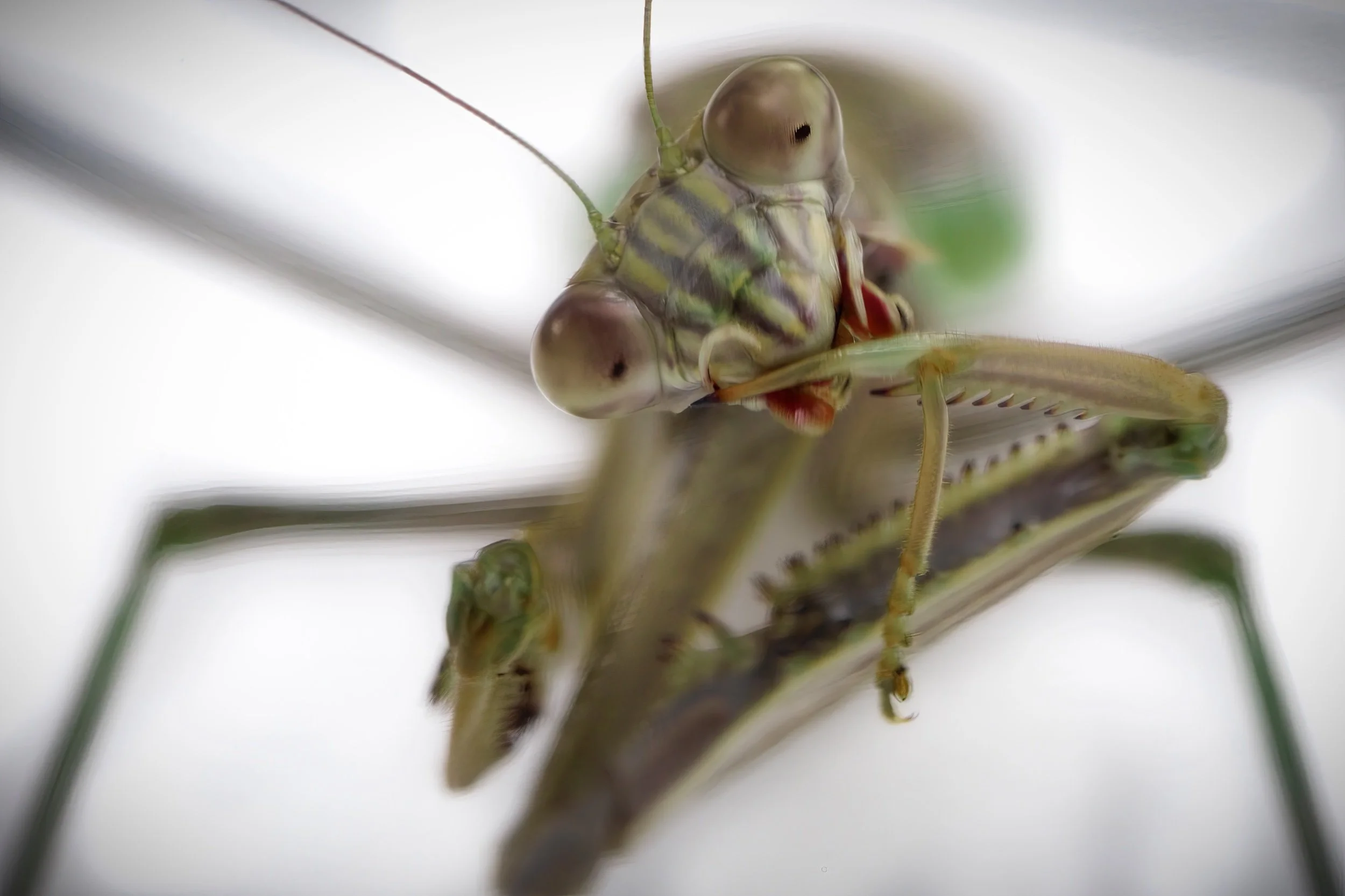 Praying Mantis Study-2022-6.jpeg