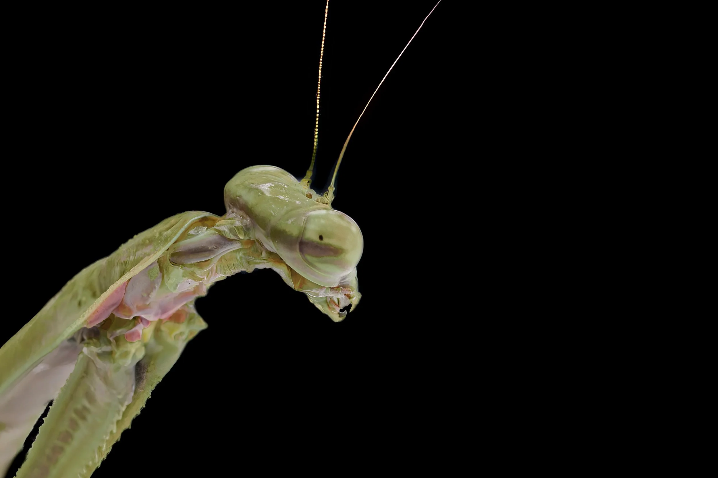 Praying Mantis Study-2022-9.jpeg