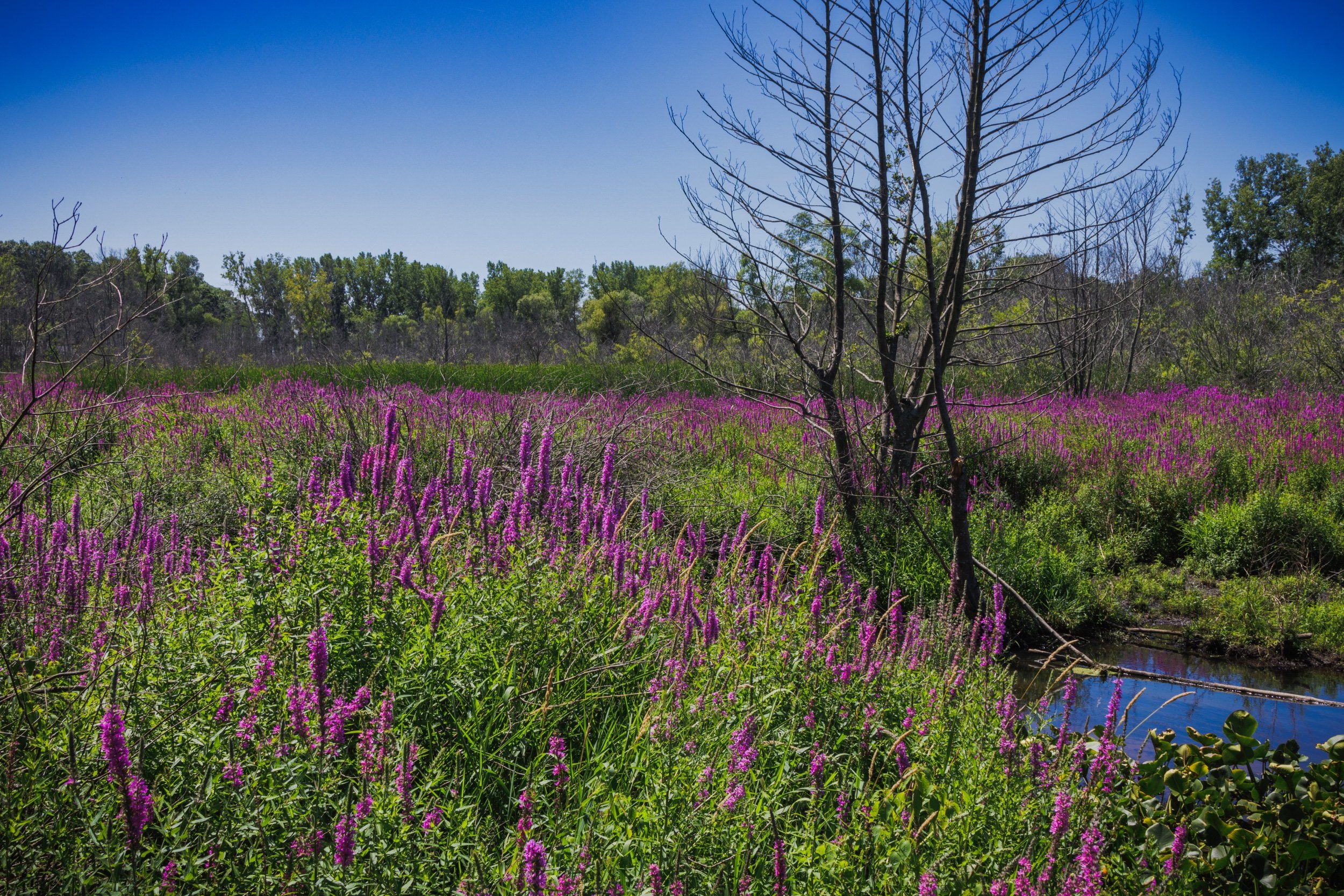 Blooming Wetlands.jpeg