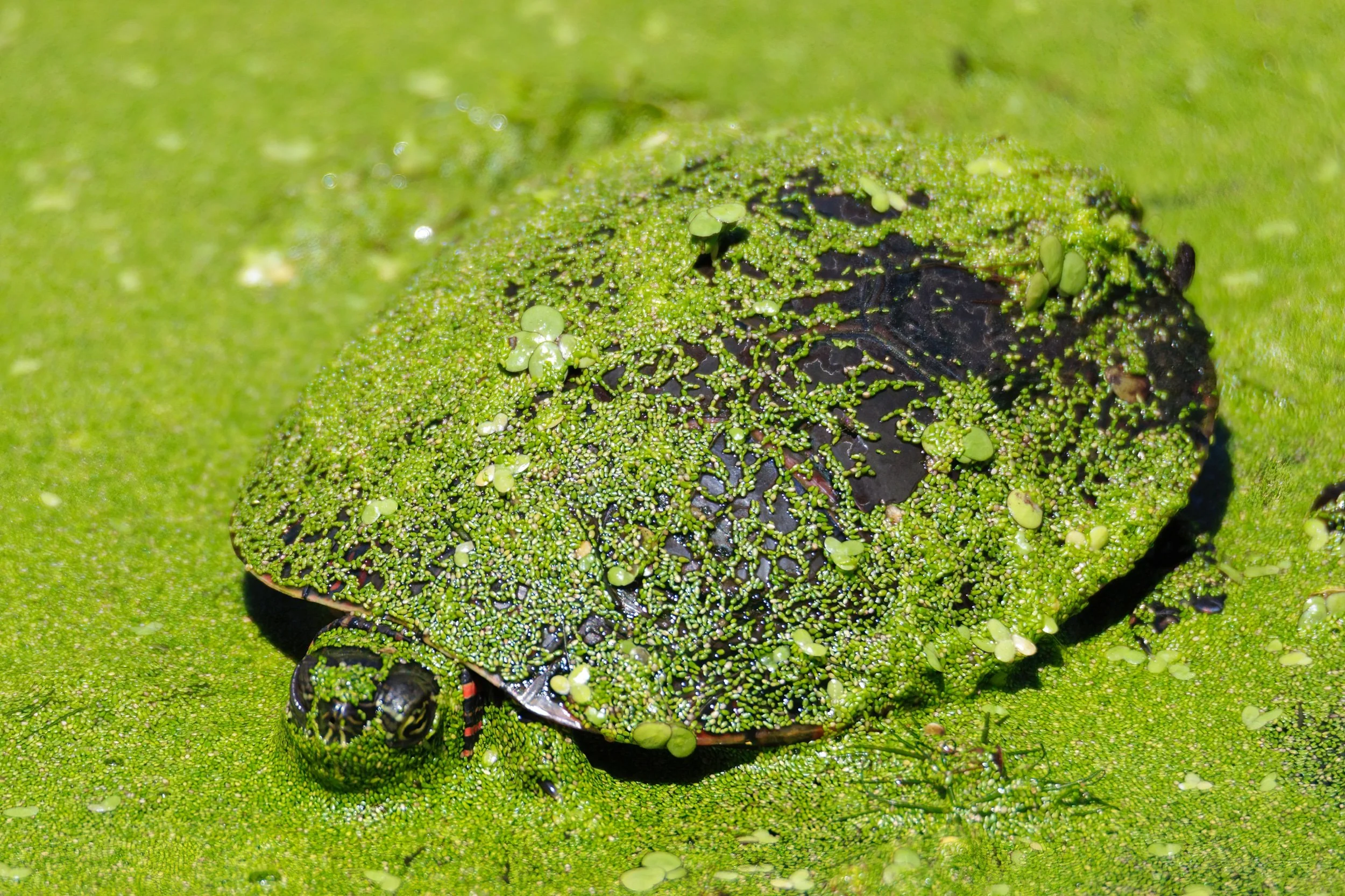 Turtle's Spa Day-Edit.jpeg