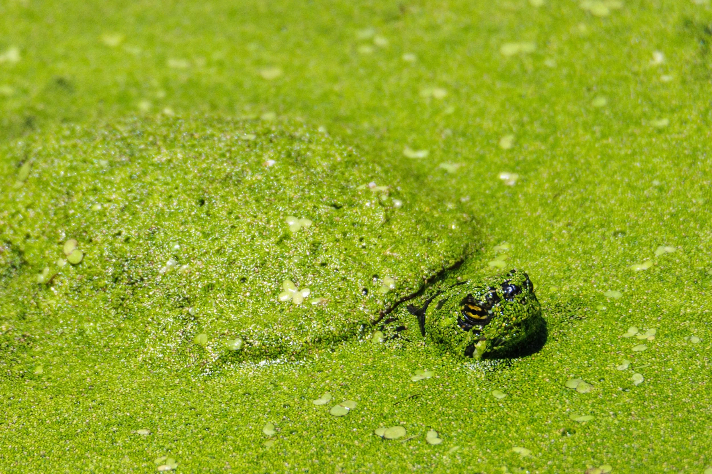 Peaking thru the Algae.jpeg