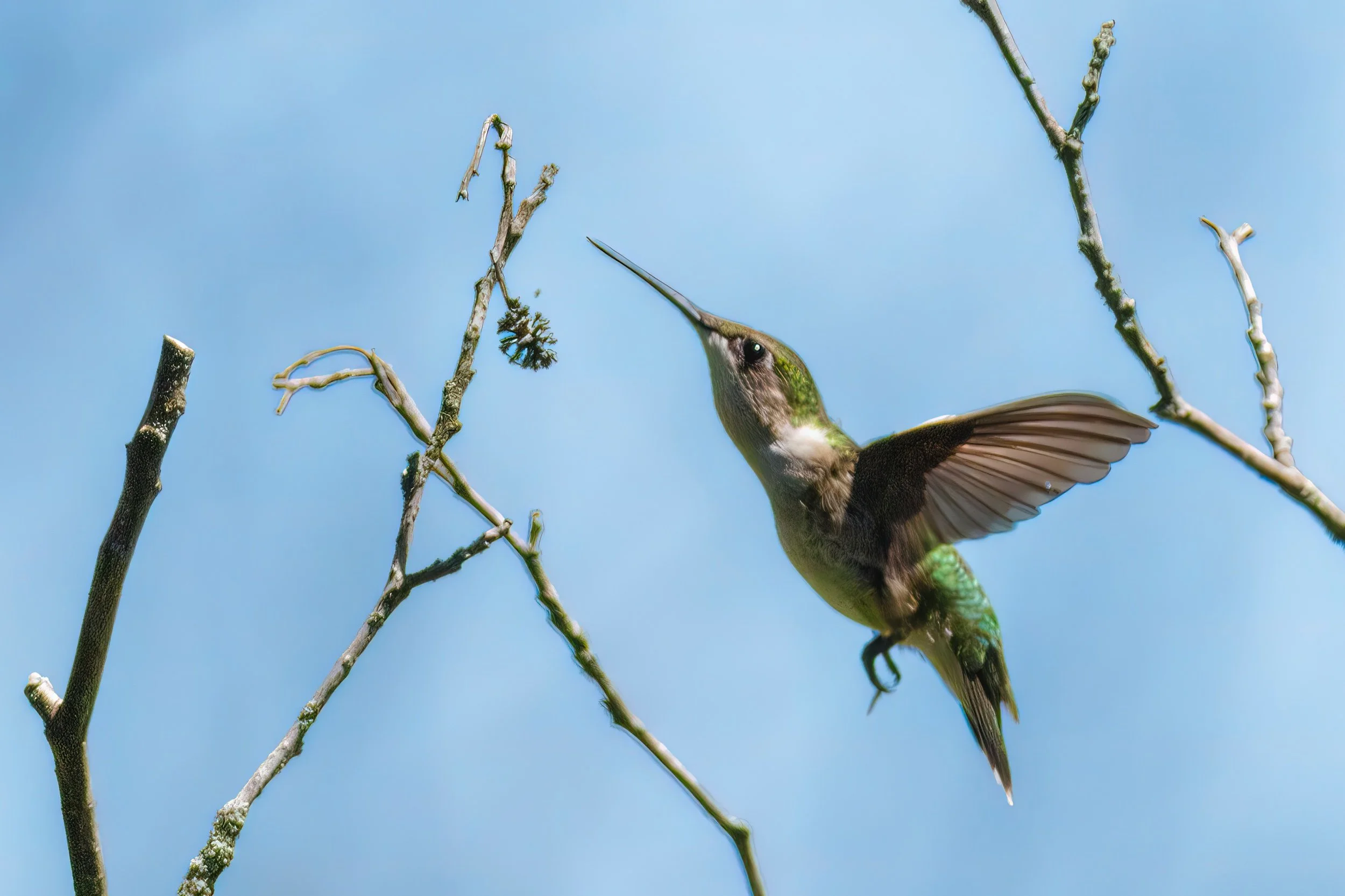 Ruby Throated Hummingbird.jpeg