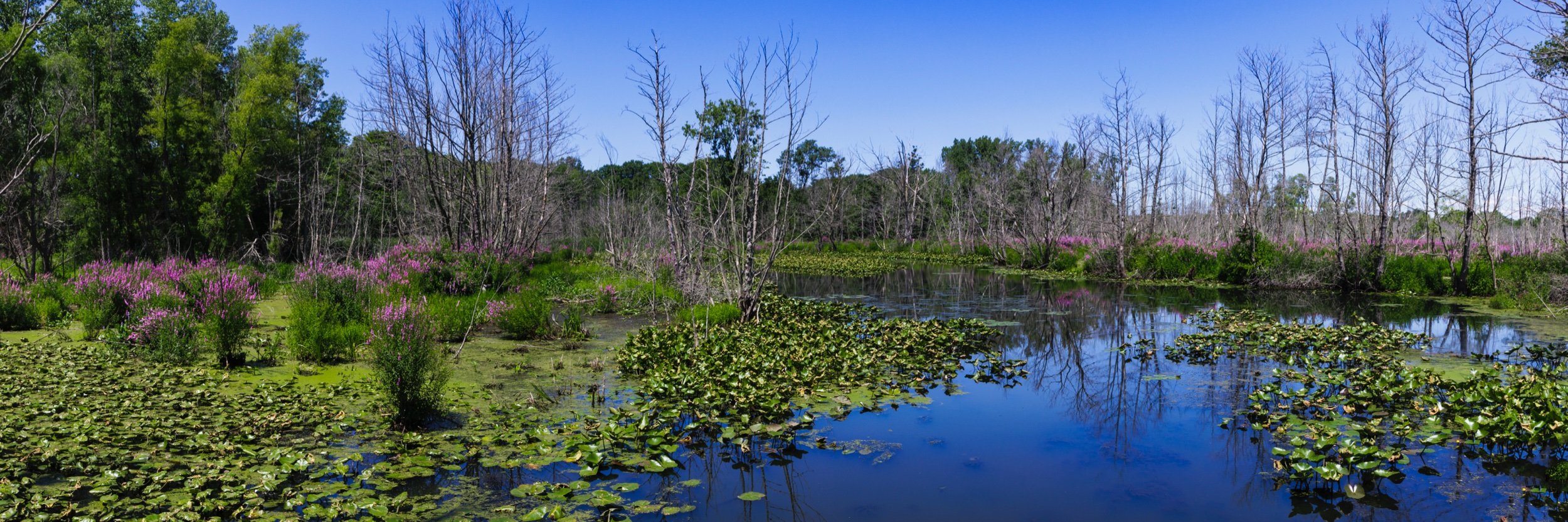 Stu Visser Trail.jpeg