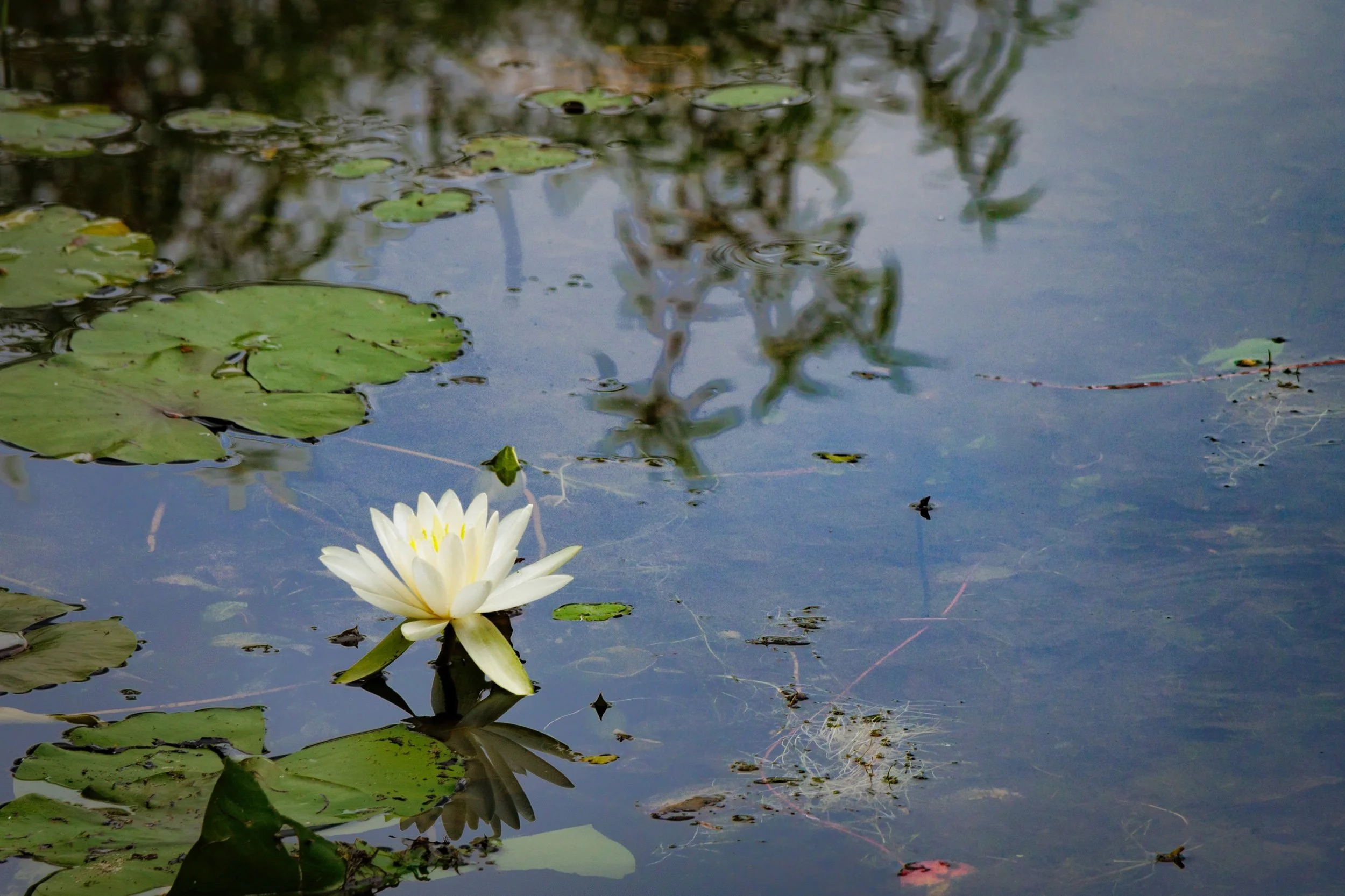 Lily on the Long Lake.jpeg