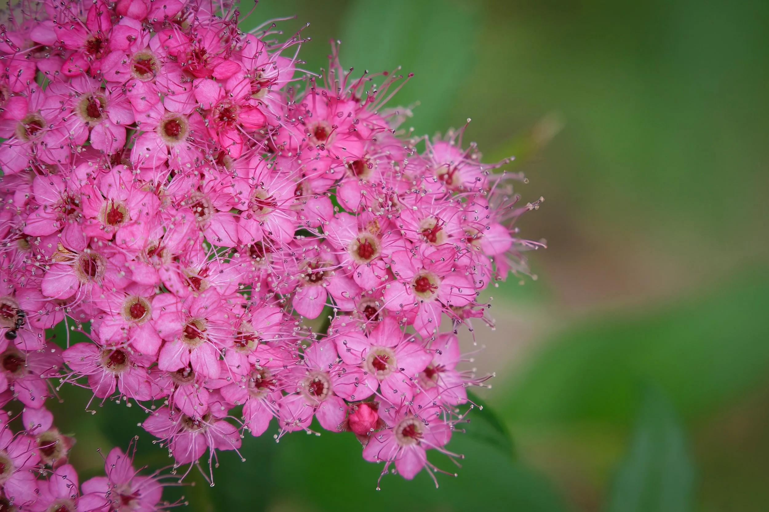 Japanese Meadowsweet.jpeg