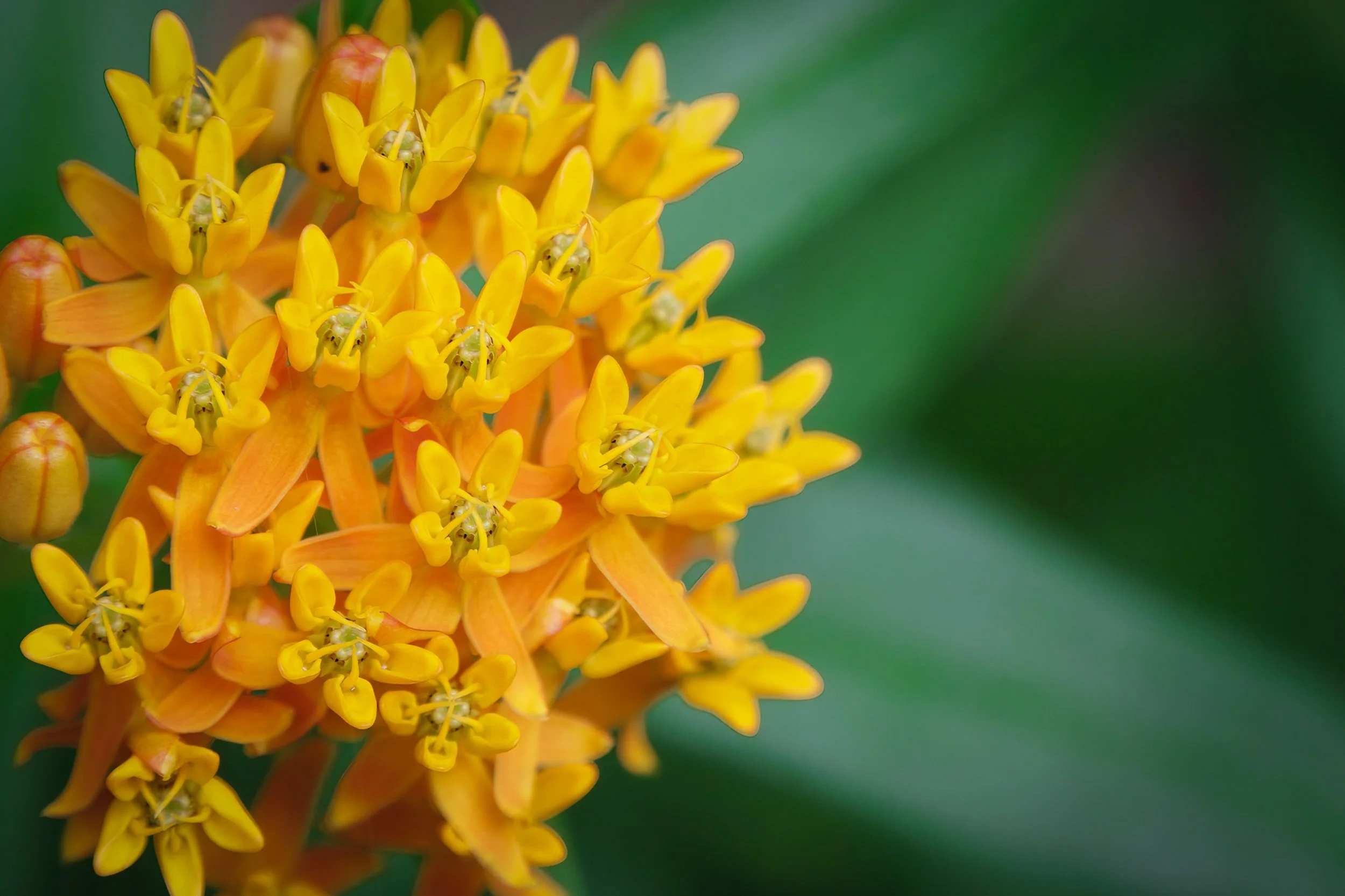 Butterfly Weed.jpeg