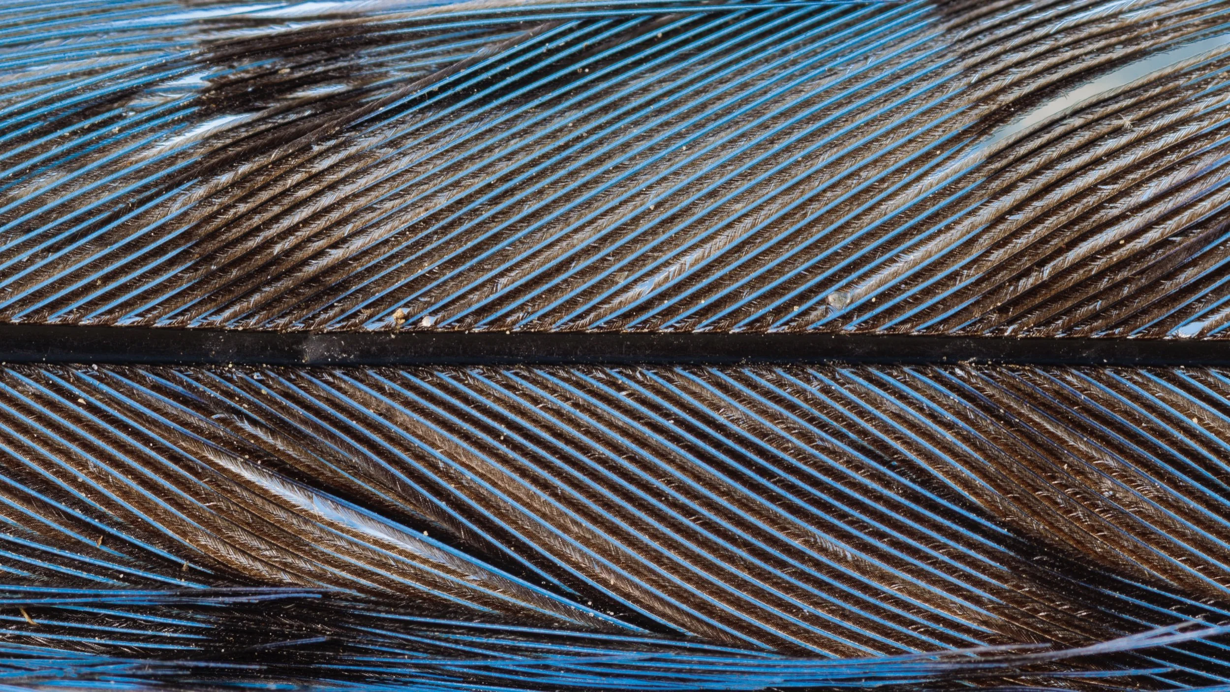 Blue Jay Feather.jpeg
