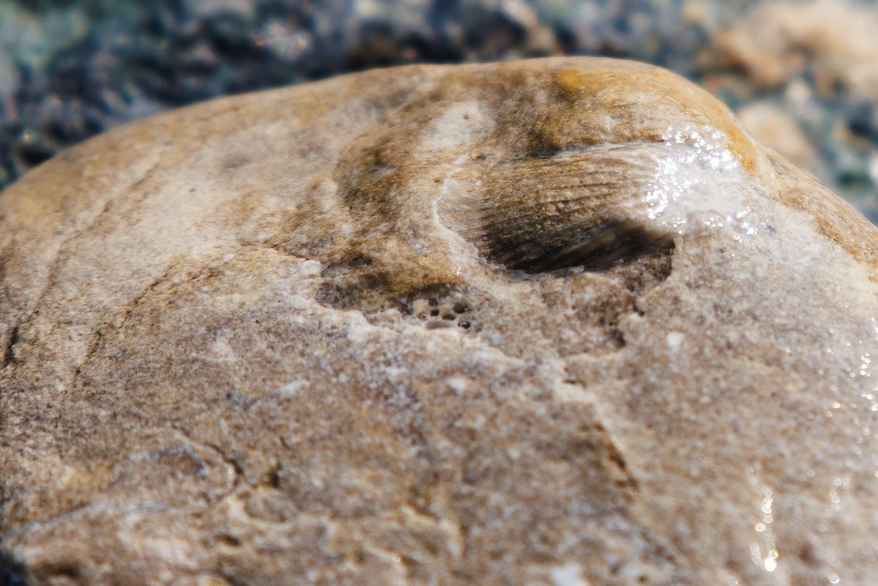 Embedded Shell.jpeg