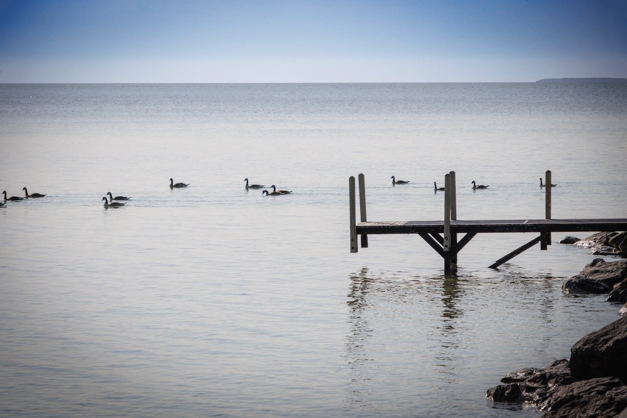 Geese Floatilla.jpeg