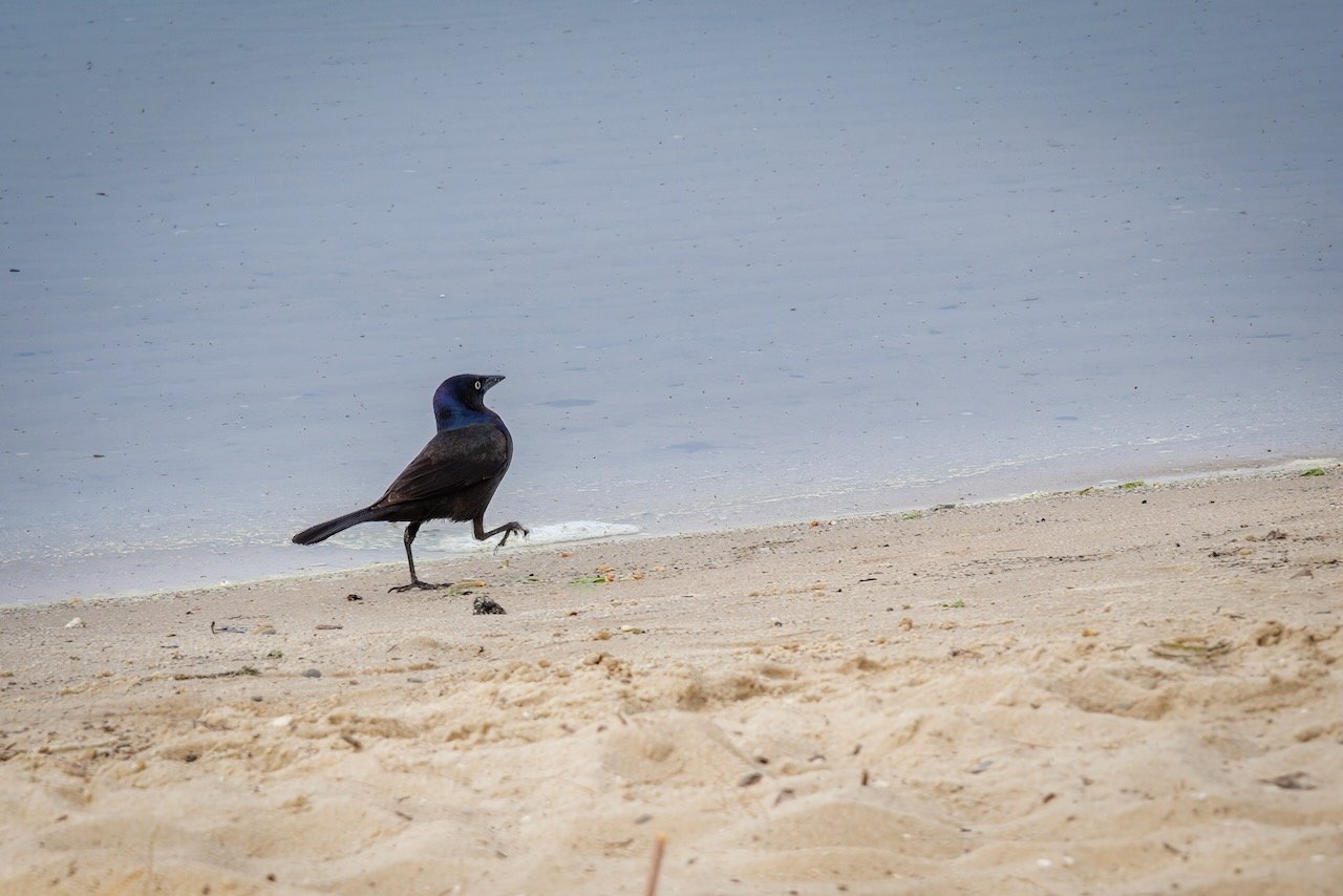 Grackle Strut.jpeg