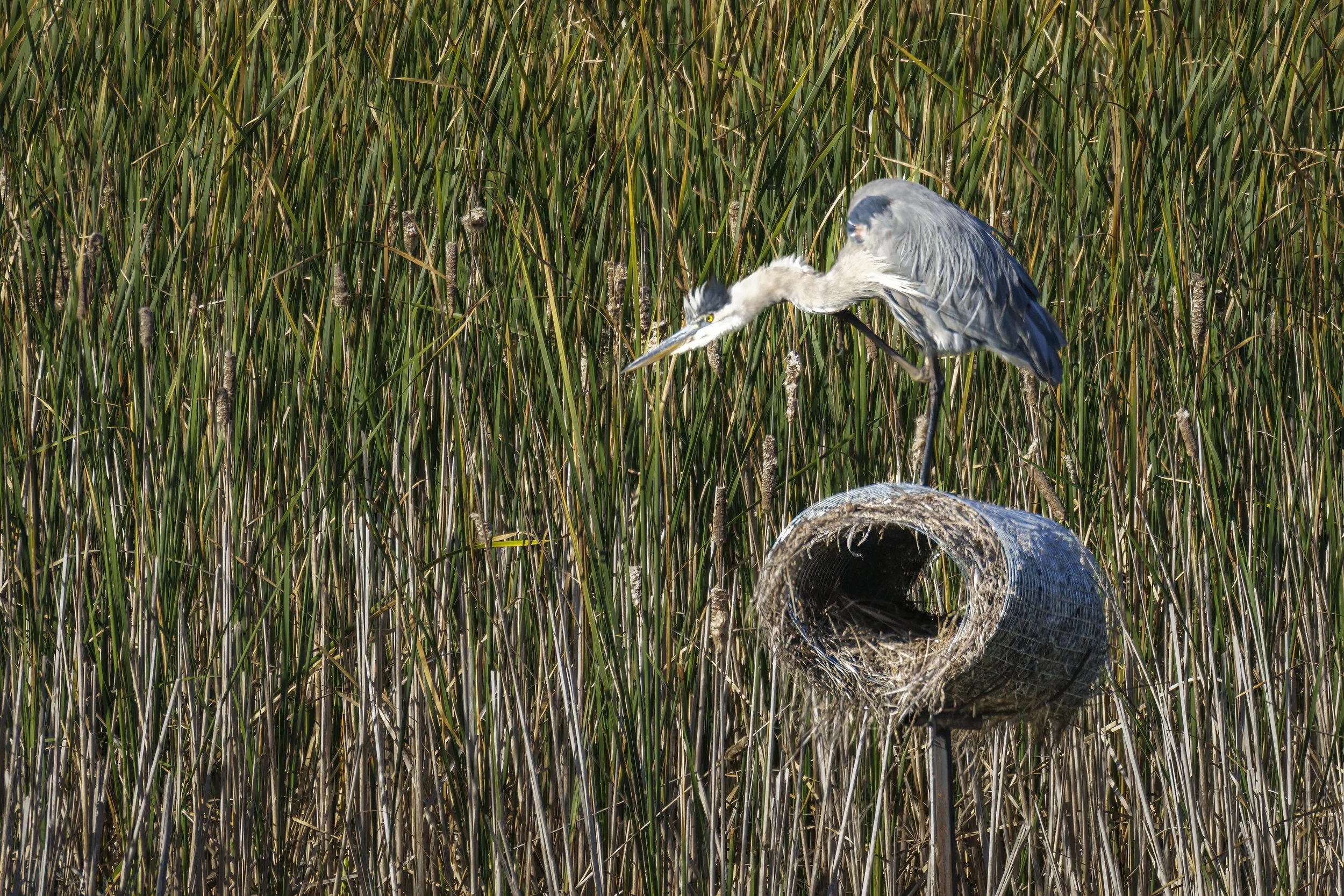 Blue Heron (2024)