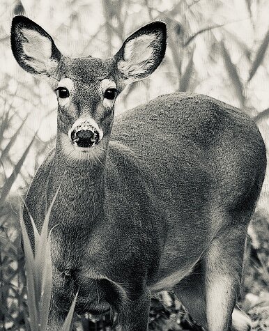 Local Deer Meat + Tom Brady