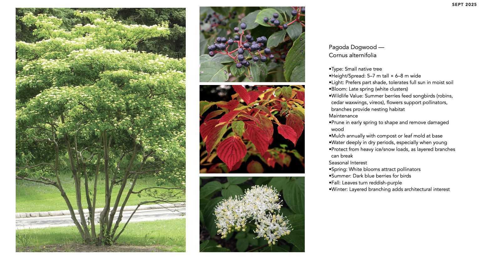 Pagoda Dogwood chosen as a native understory tree, valued for its tiered branching, spring flowers, and wildlife support.