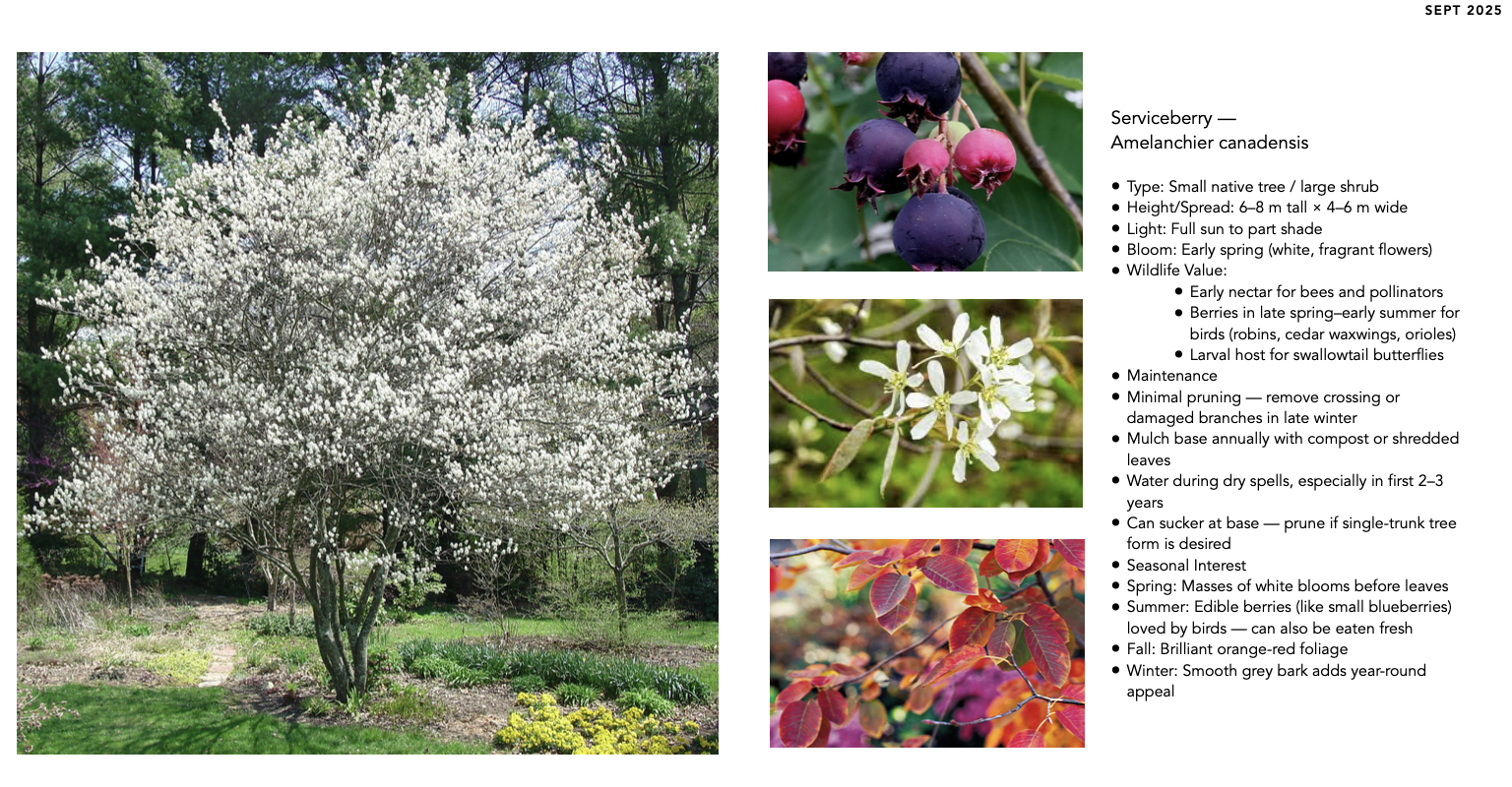 Serviceberry chosen as a native tree for spring flowers, edible fruit, wildlife value, and gentle canopy structure.