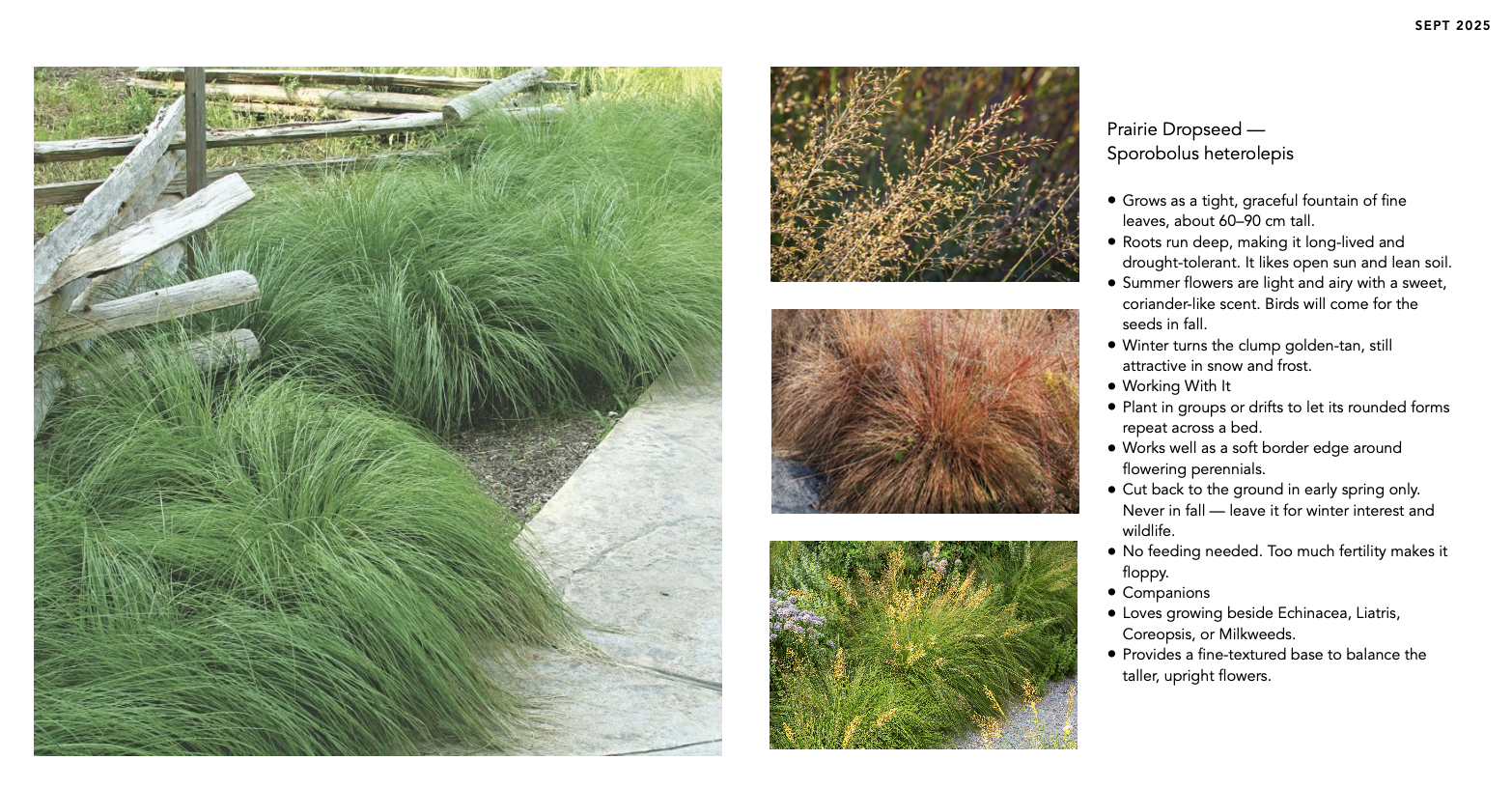 Prairie Dropseed selected as a resilient infill grass, serving as a living mulch to protect soil, suppress weeds, and bring visual cohesion to the planting.