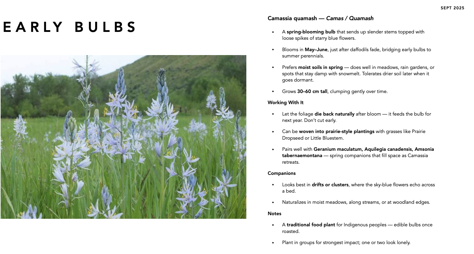 Camassia quamash selected as a spring flowering bulb for early colour, seasonal rhythm, and naturalized planting