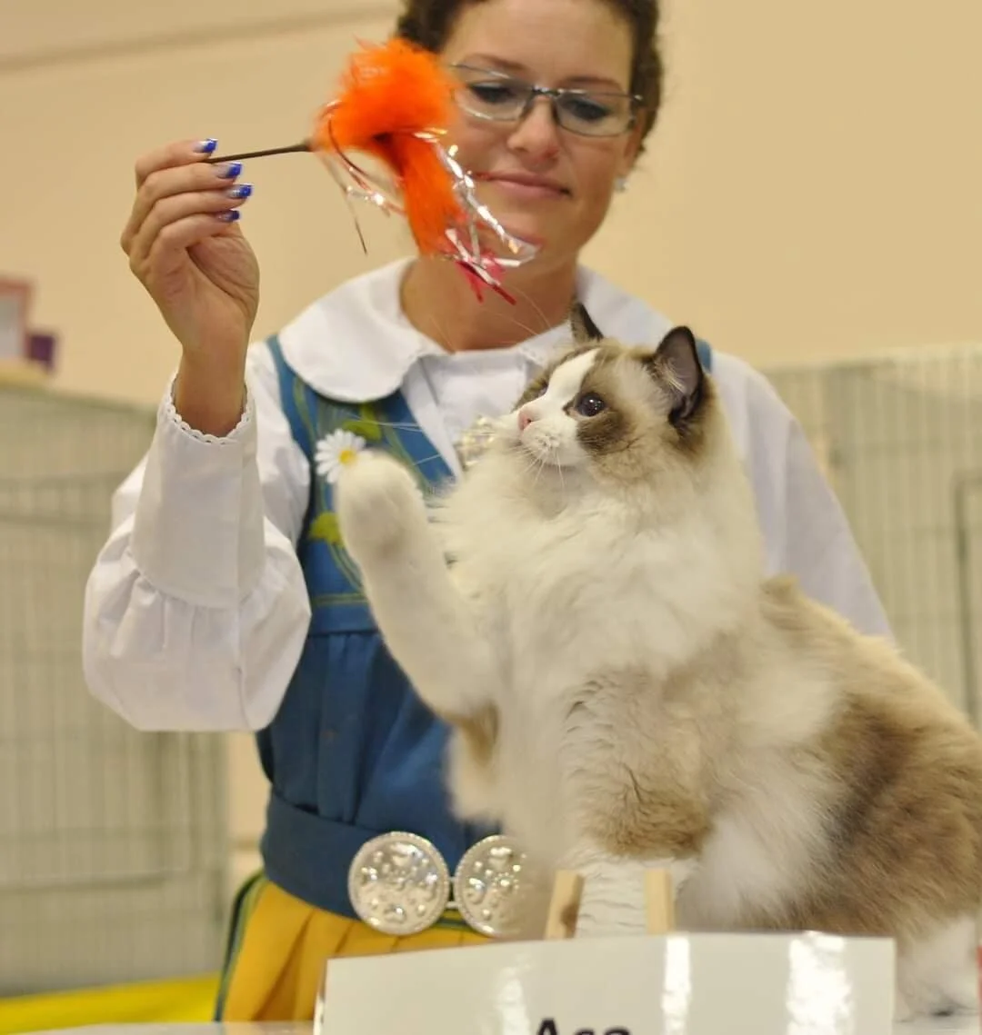blossom ragdolls