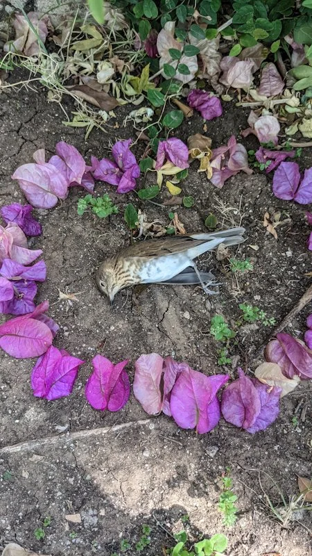 A Feather on My Window