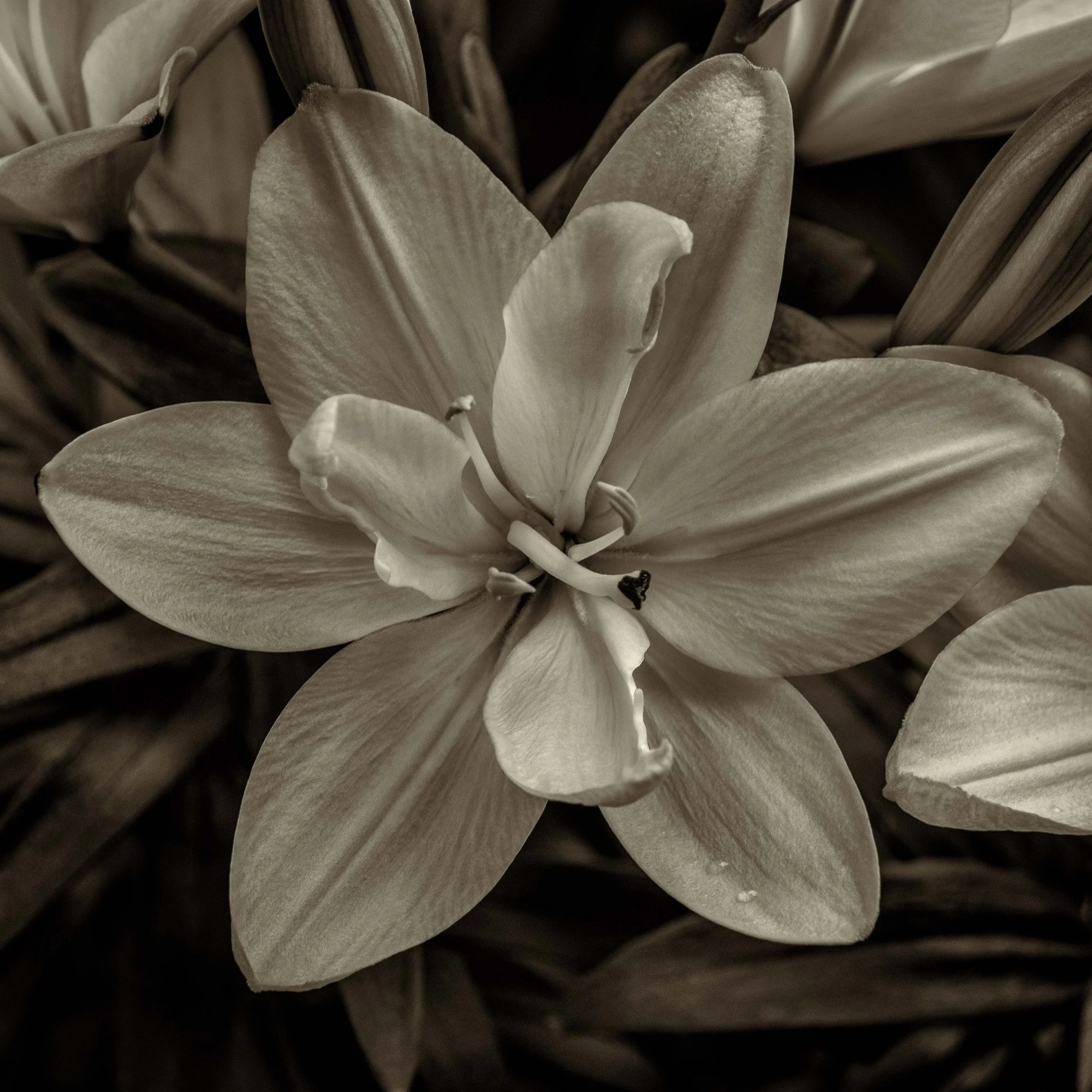 01528B bwcopy.jpg