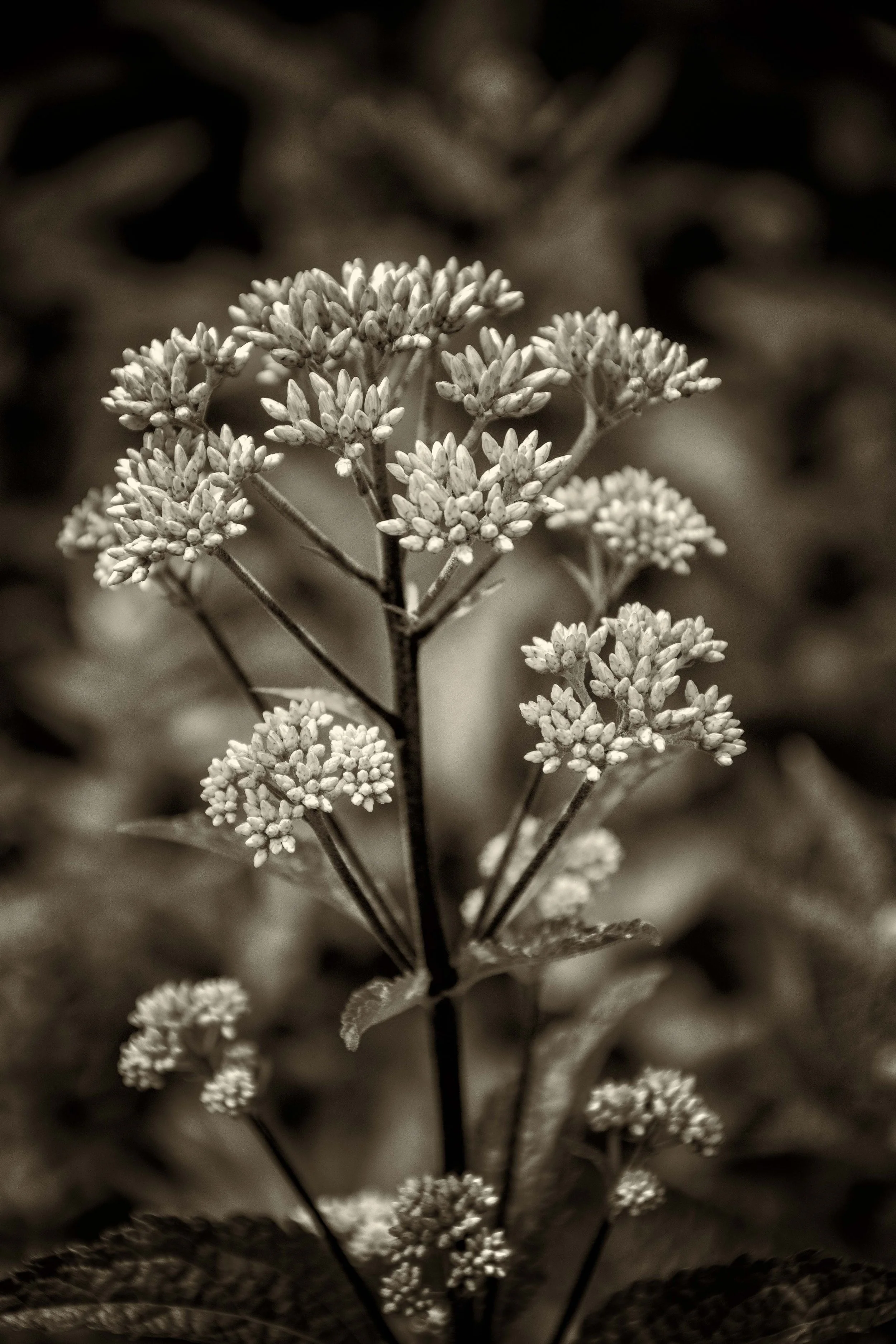 06809B bwcopy.jpg