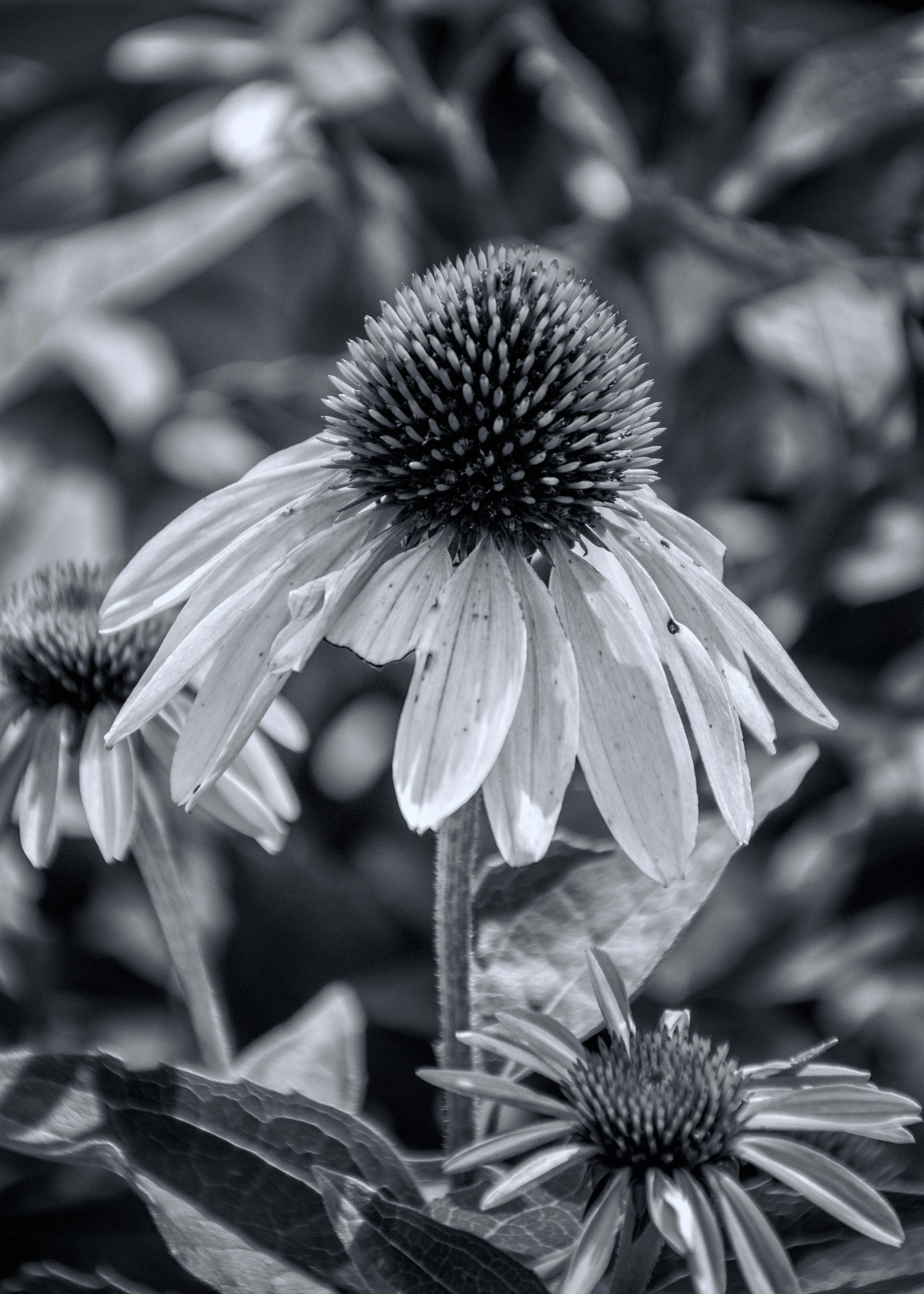 06779B bwcopy.jpg
