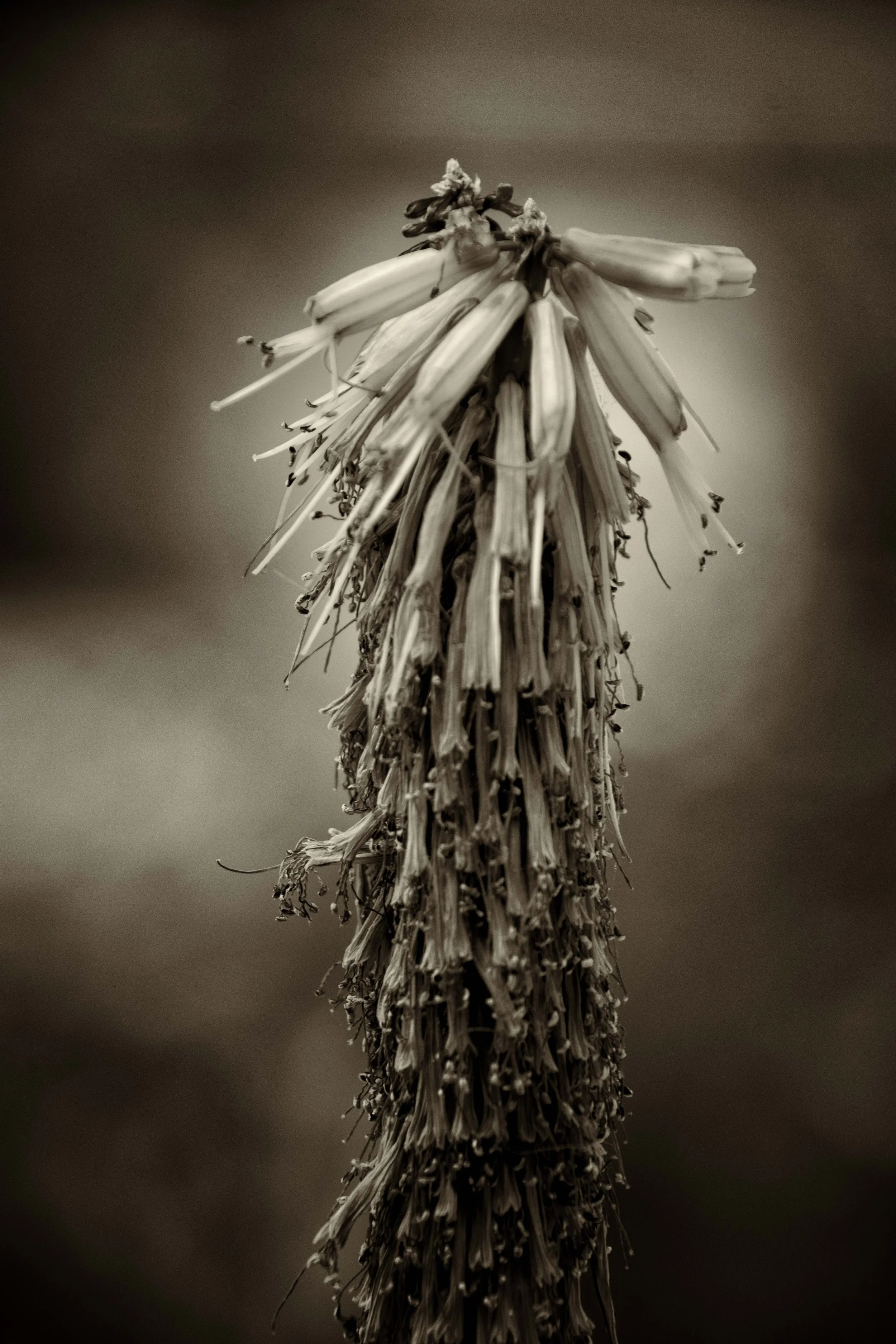 01562B bwcopy.jpg