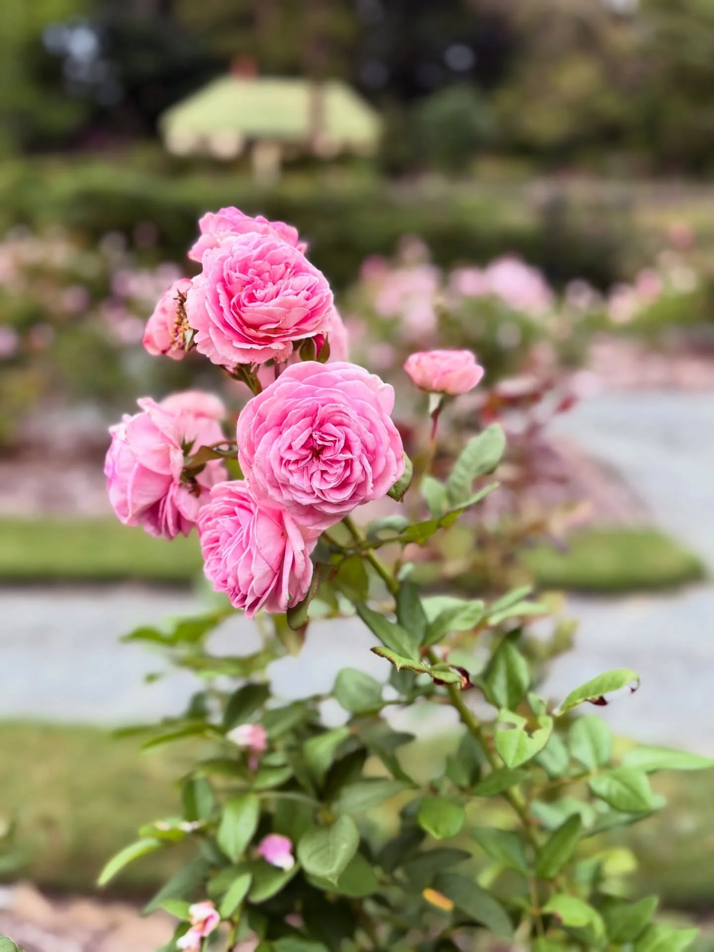 Looking forward to blooming beauties #TrishaLeighTravels