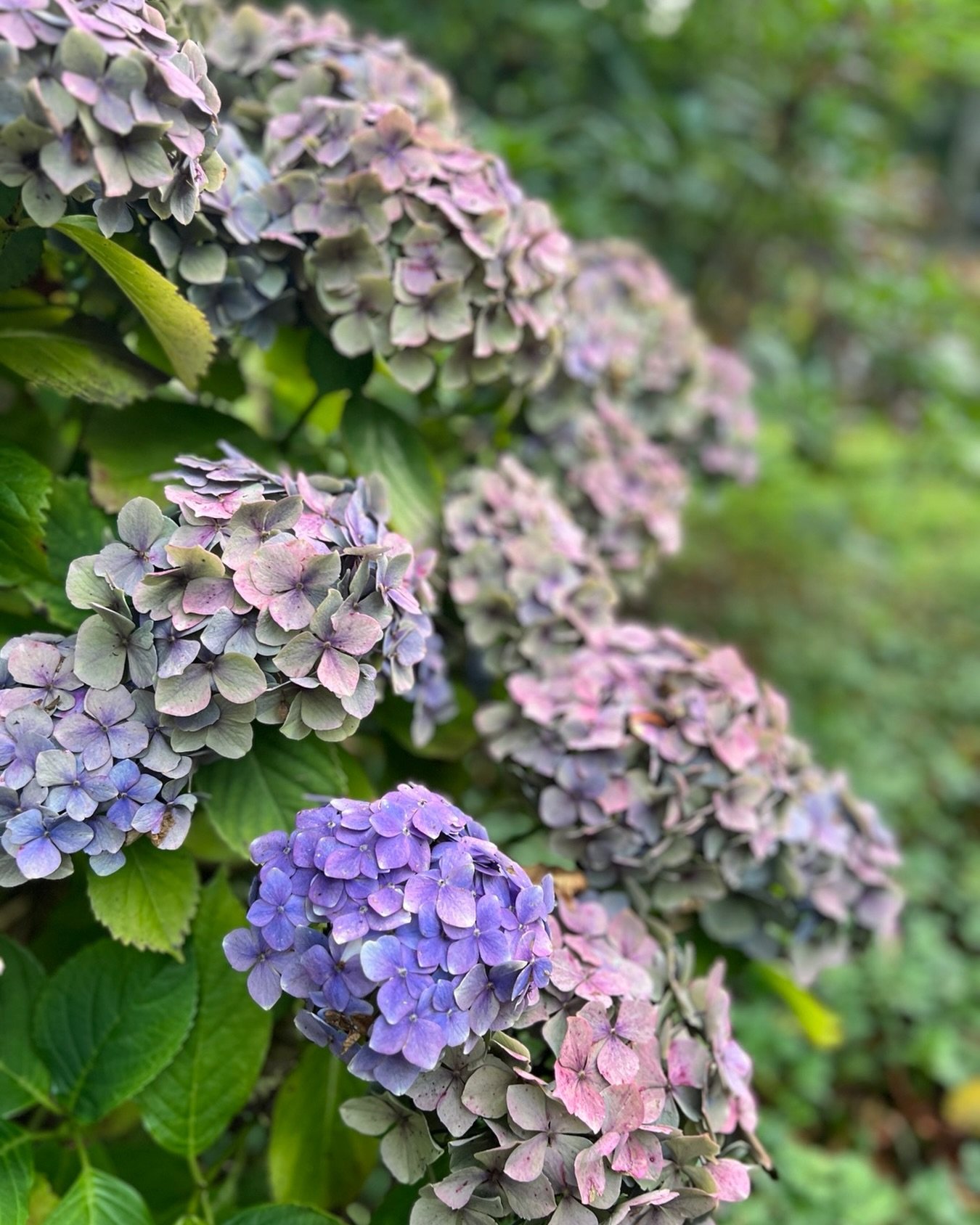 English beauties  #TrishaLeighTravels