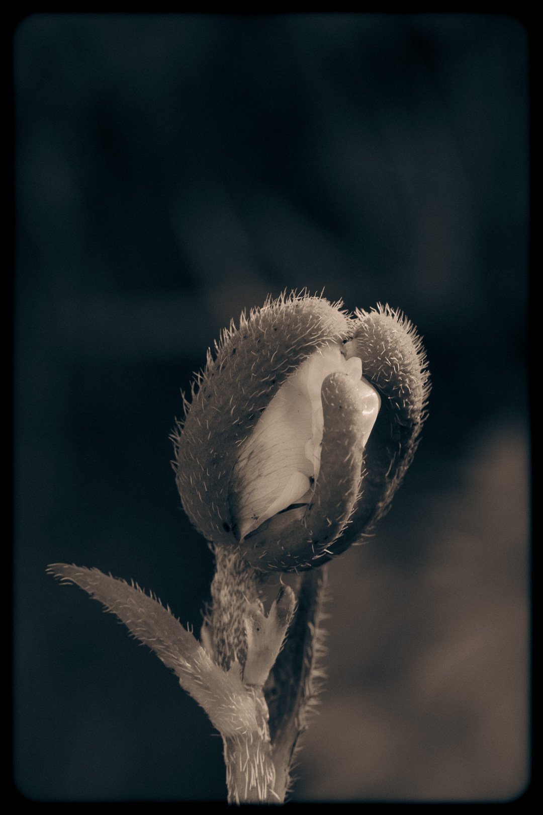 11 insta-8867.jpg