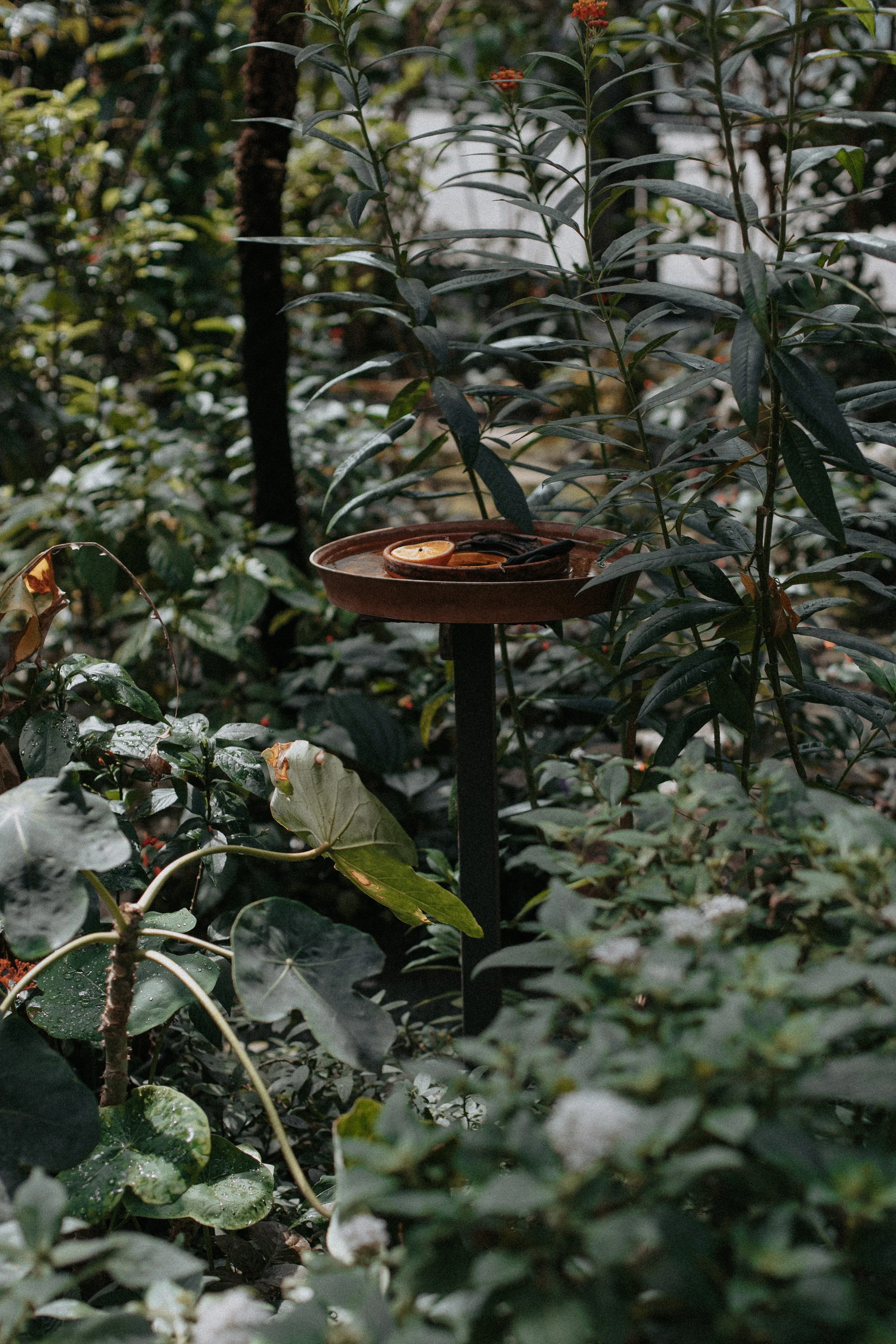 Til utlandet 4/12: Zoologisk-botanisk hage og stemning i sentrum