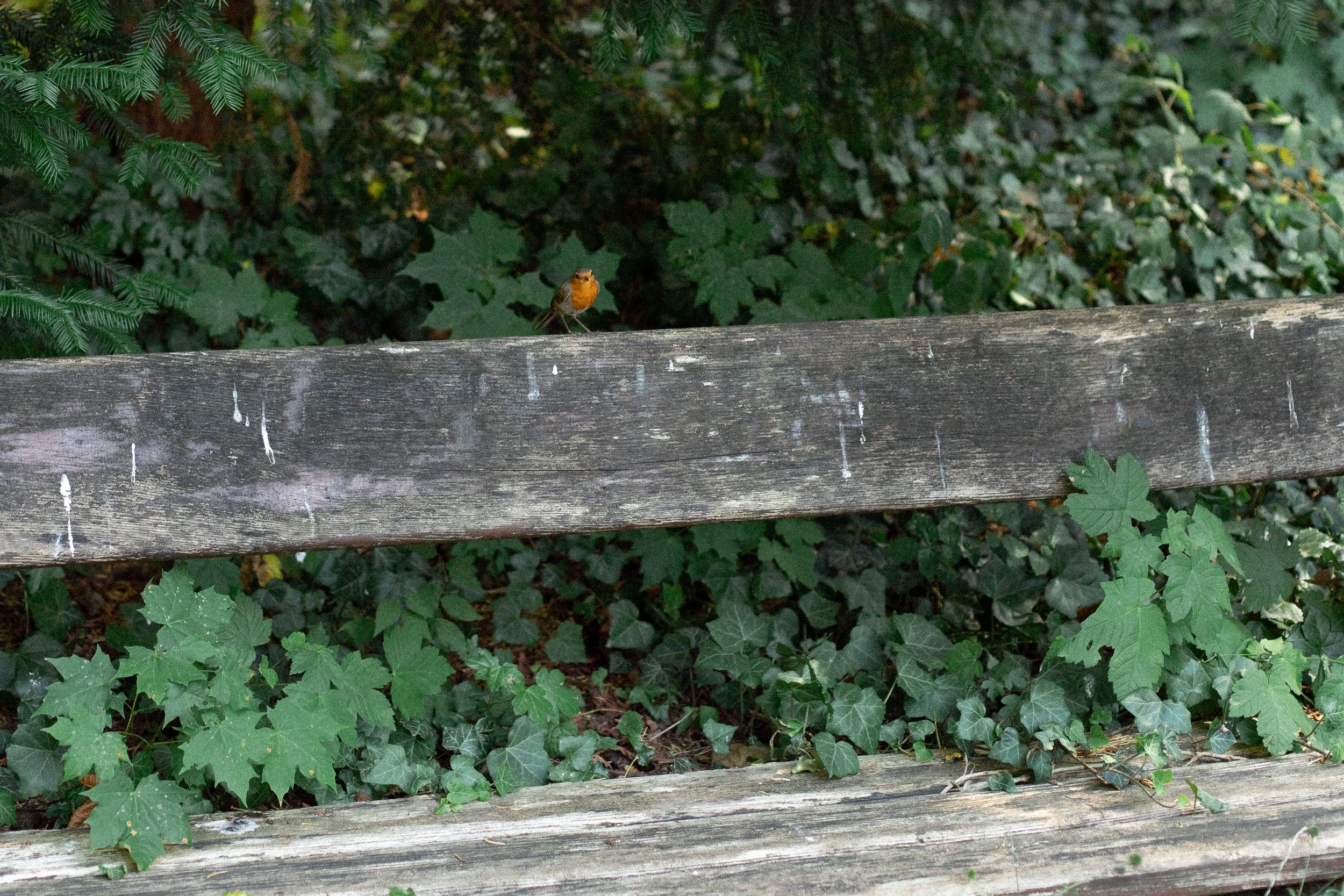 26-8158.jpg