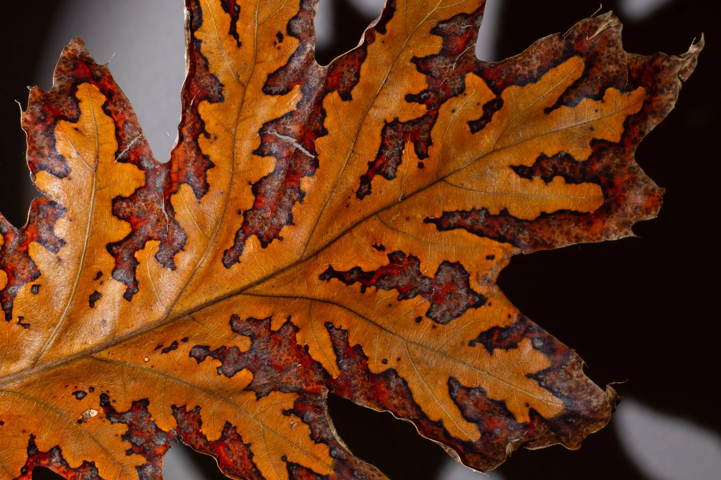 just see it in the house lit