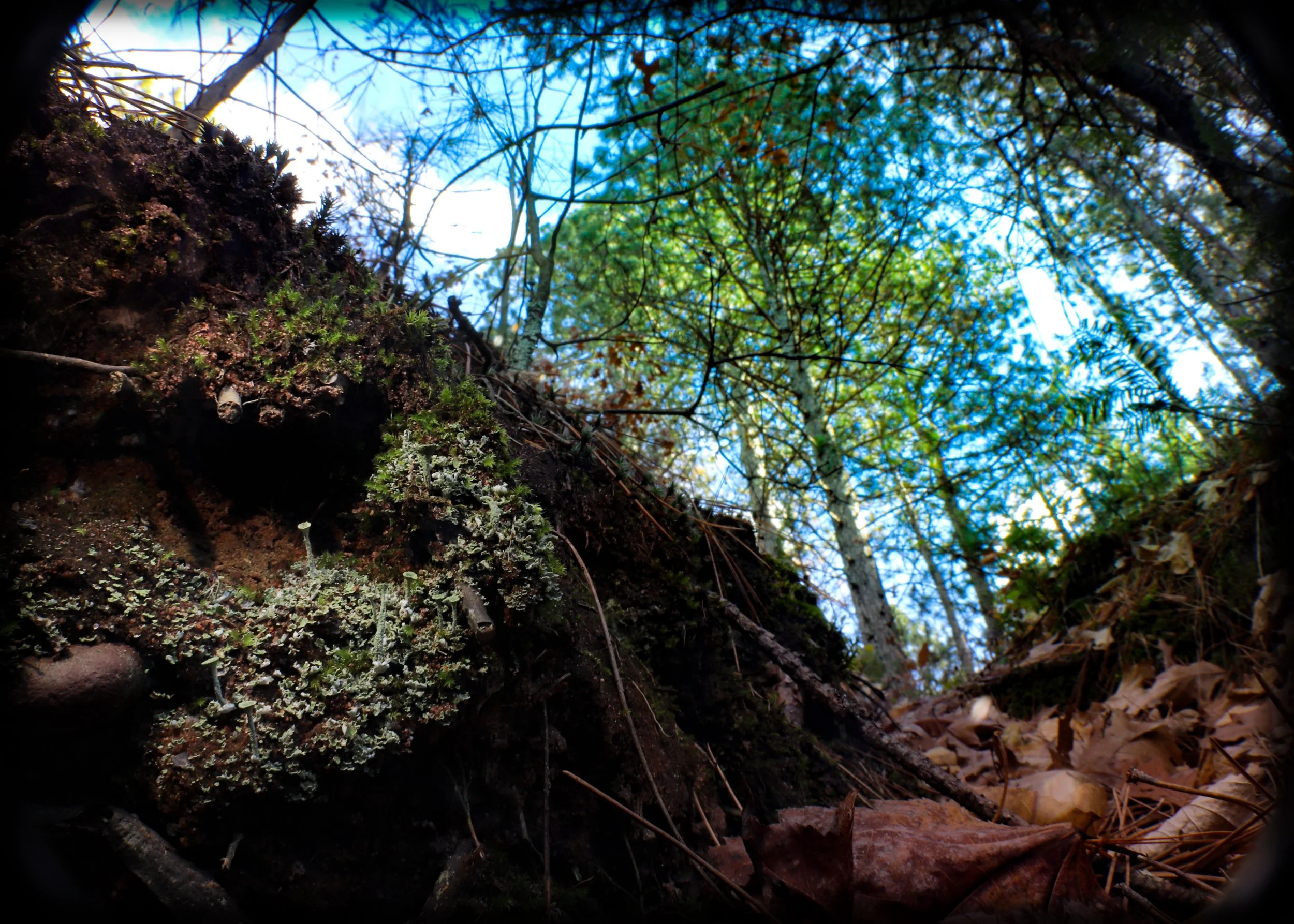 up against quarks or galaxies, lichens and pine trees are the same size 