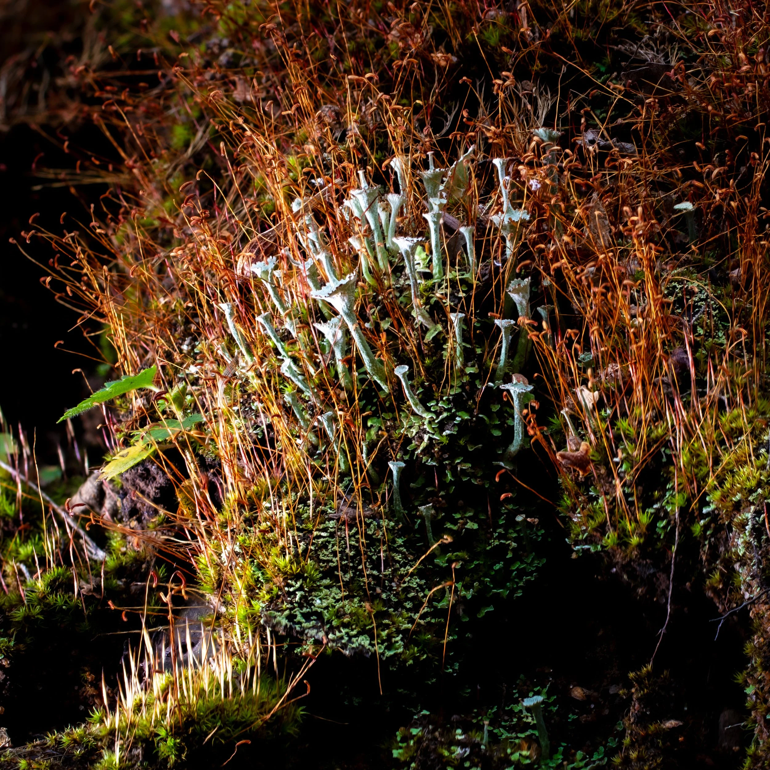 Hill of what you have