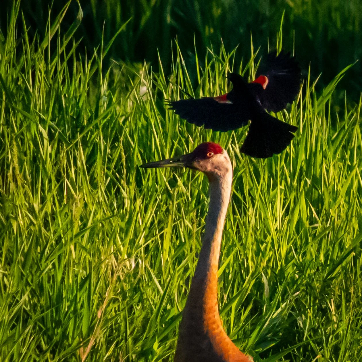 Red yellow red yellow