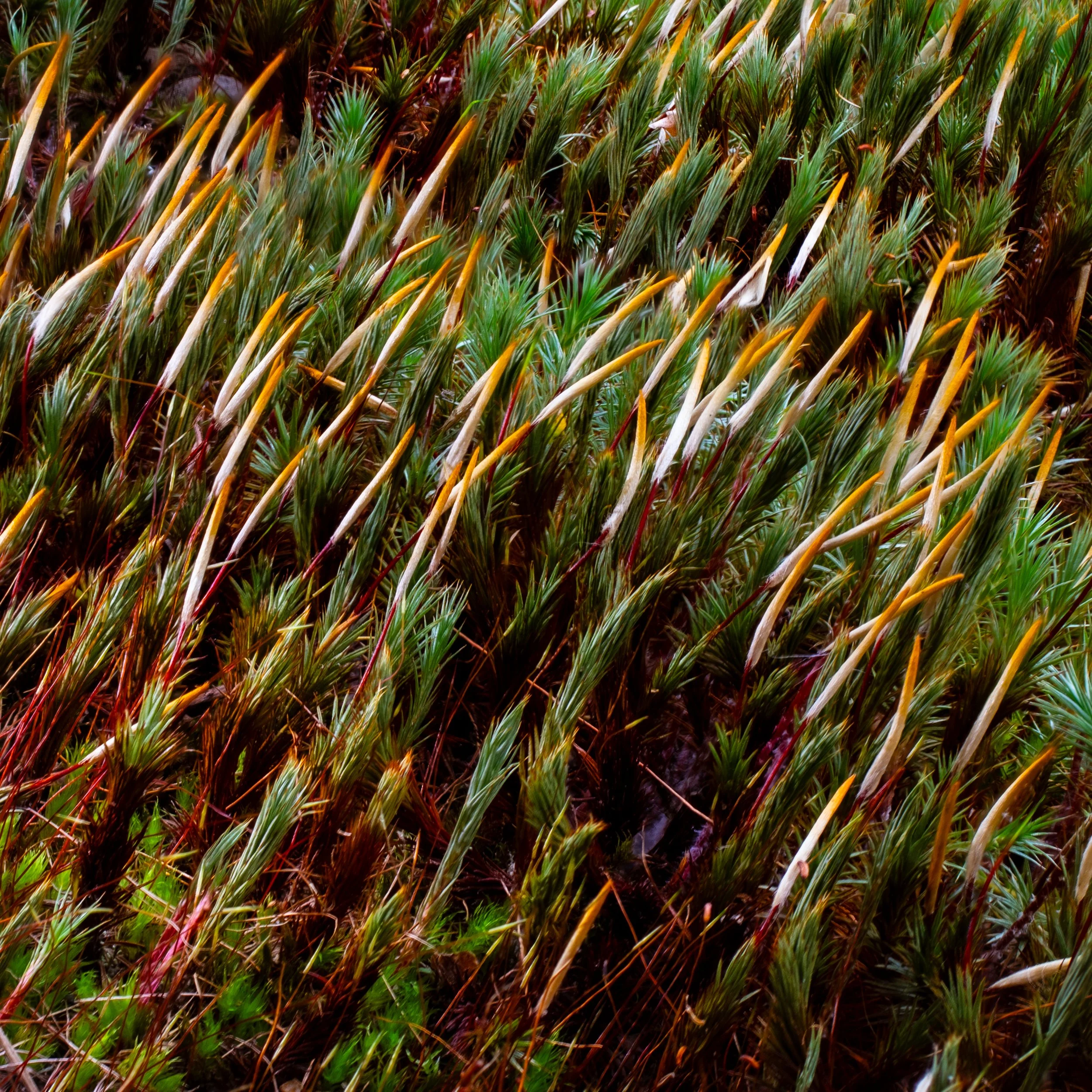 Innovations once and ever