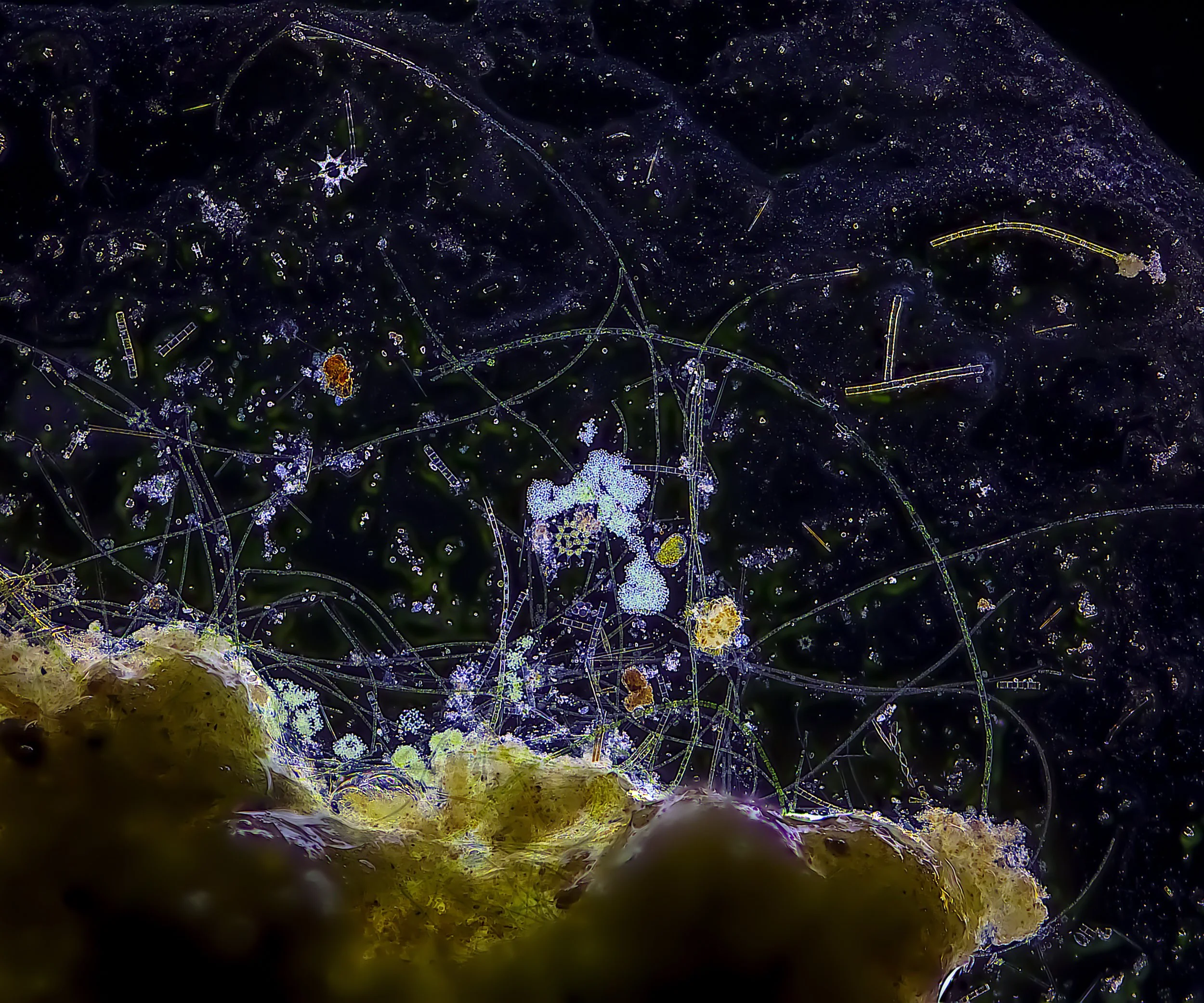 A scale not correct or incorrect true or untrue