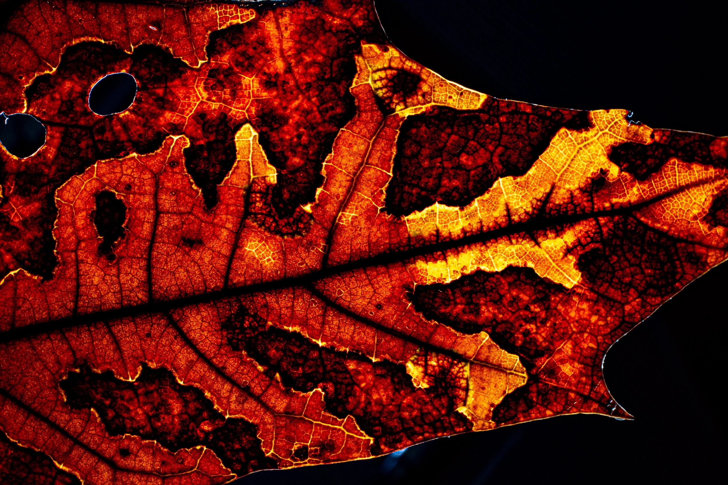 animal or city lights at night