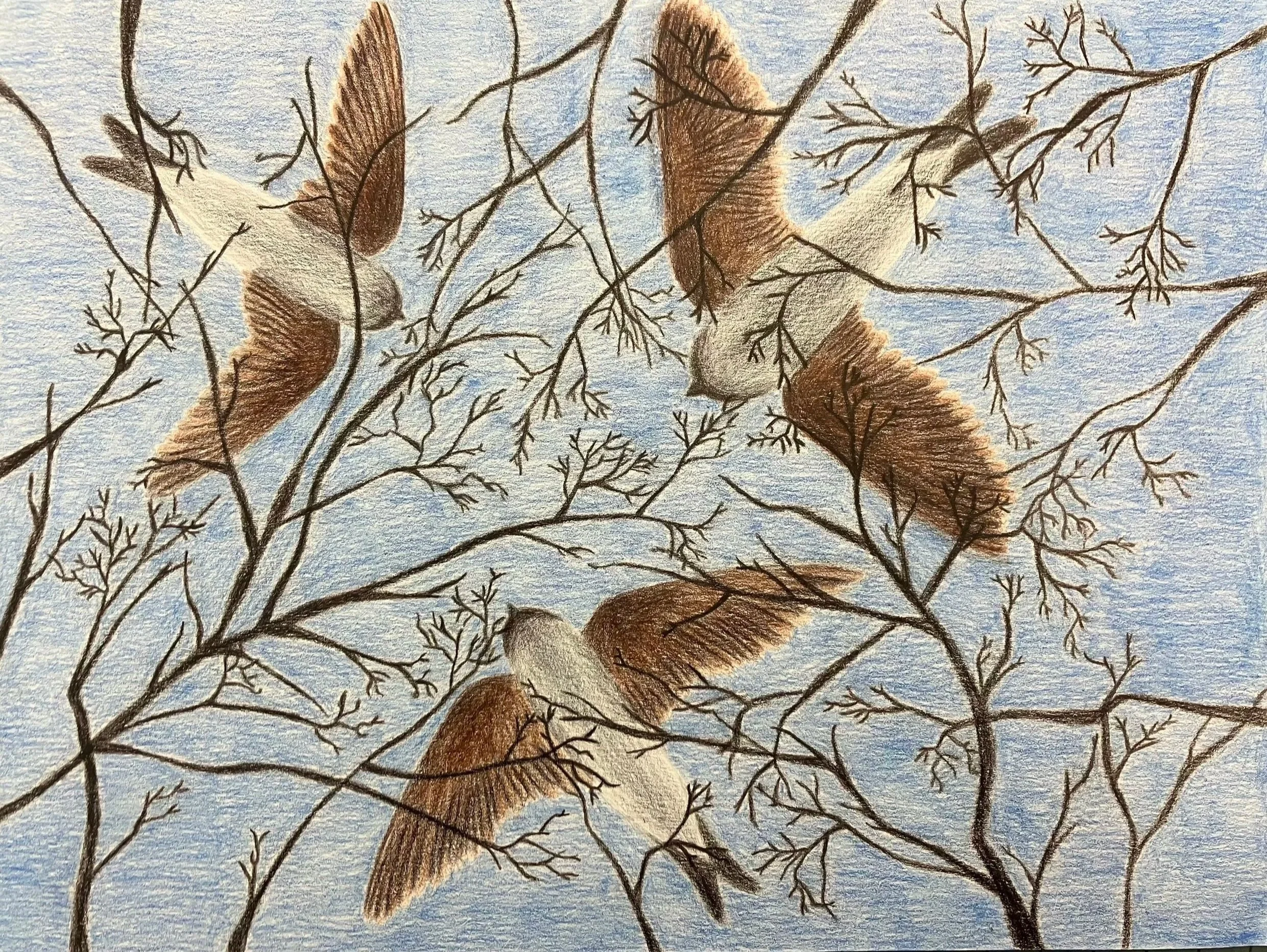 Migration.
Colored pencil on paper, 2025.
A study of movement and repetition, focusing on how overlapping forms and line create rhythm within a natural setting.