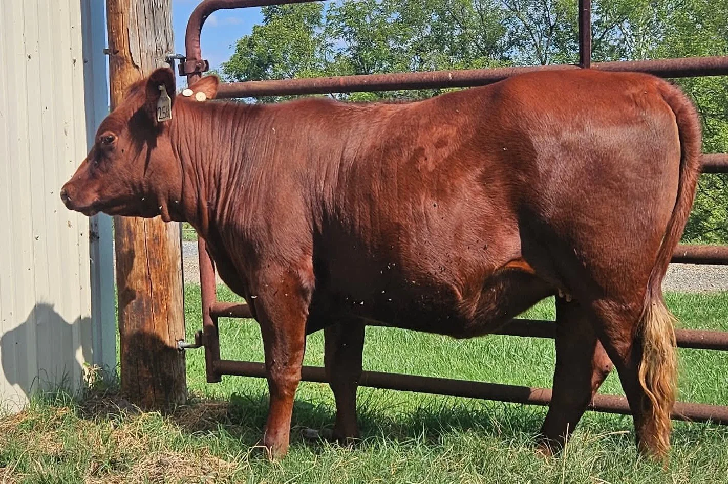 South Poll Field Day Lot 11