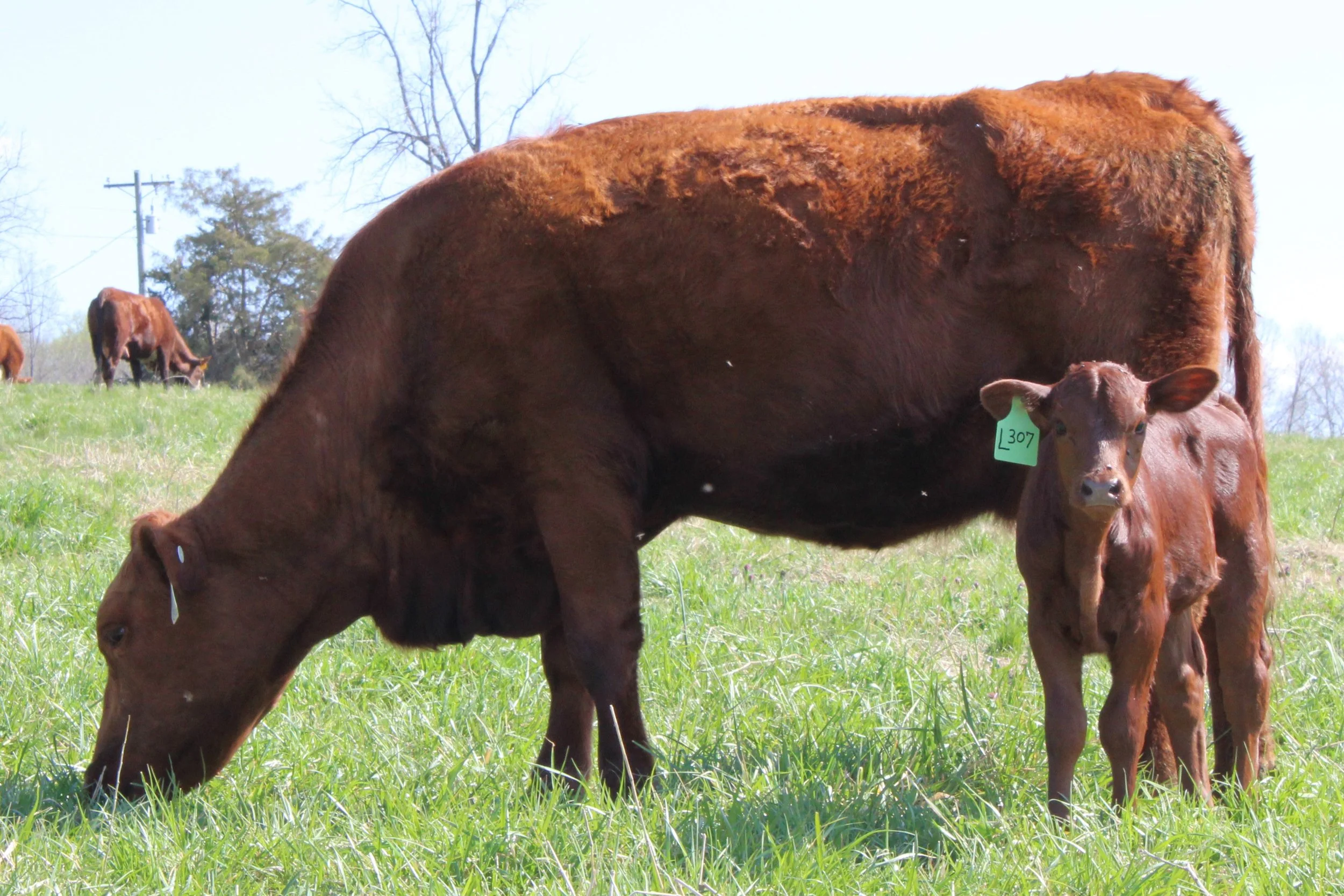 South Poll Cattle — BENT CREEK FARM